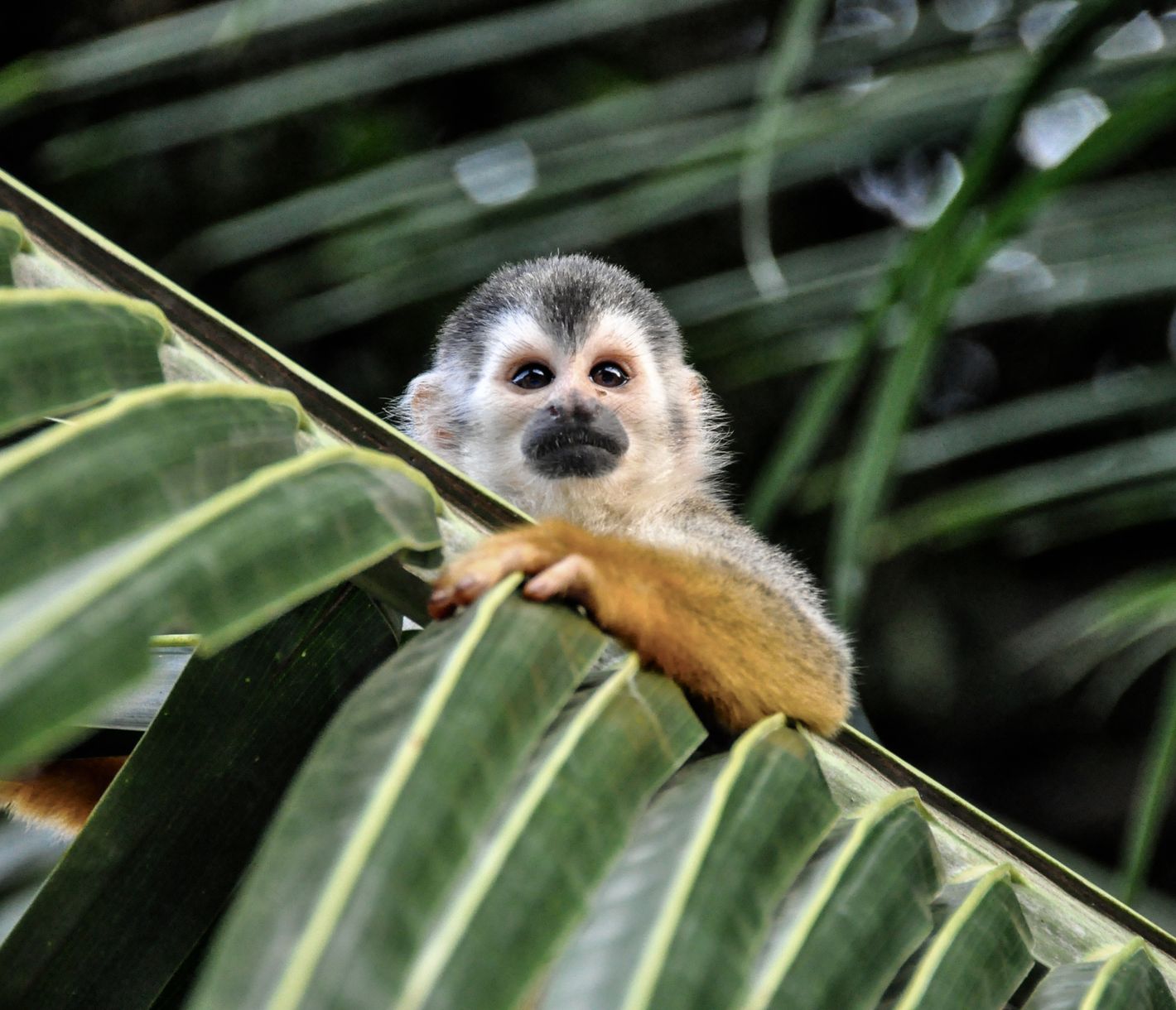 Si sauvage et pourtant si proche !