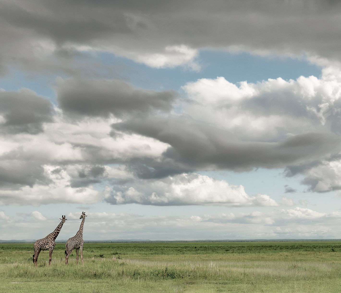 Giraffen in der weiten Ebene des Katavi-Nationalparks