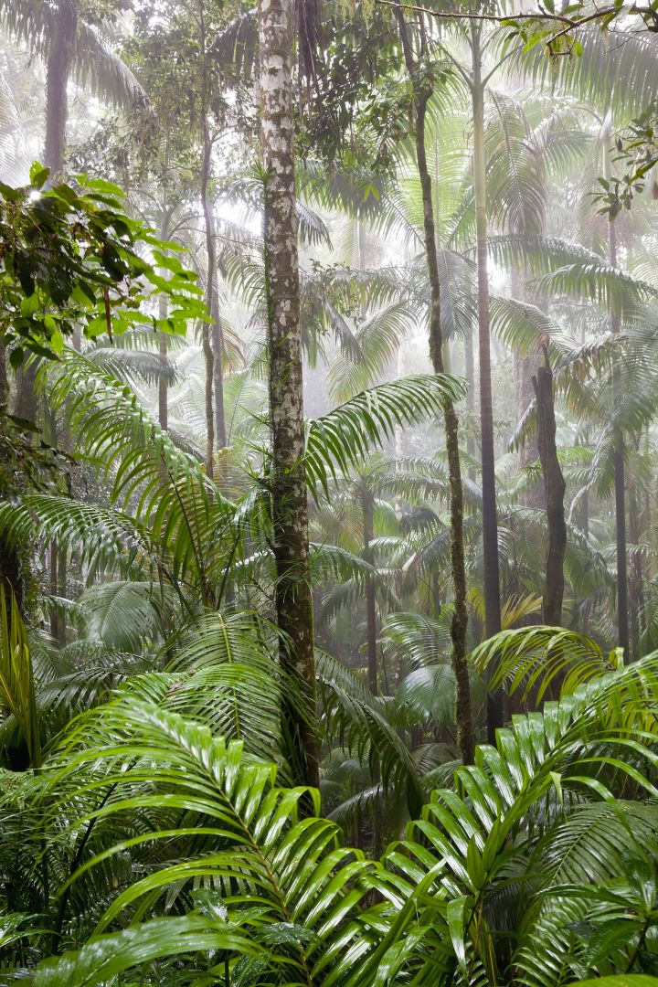 Au fin fond de la forêt tropicale...