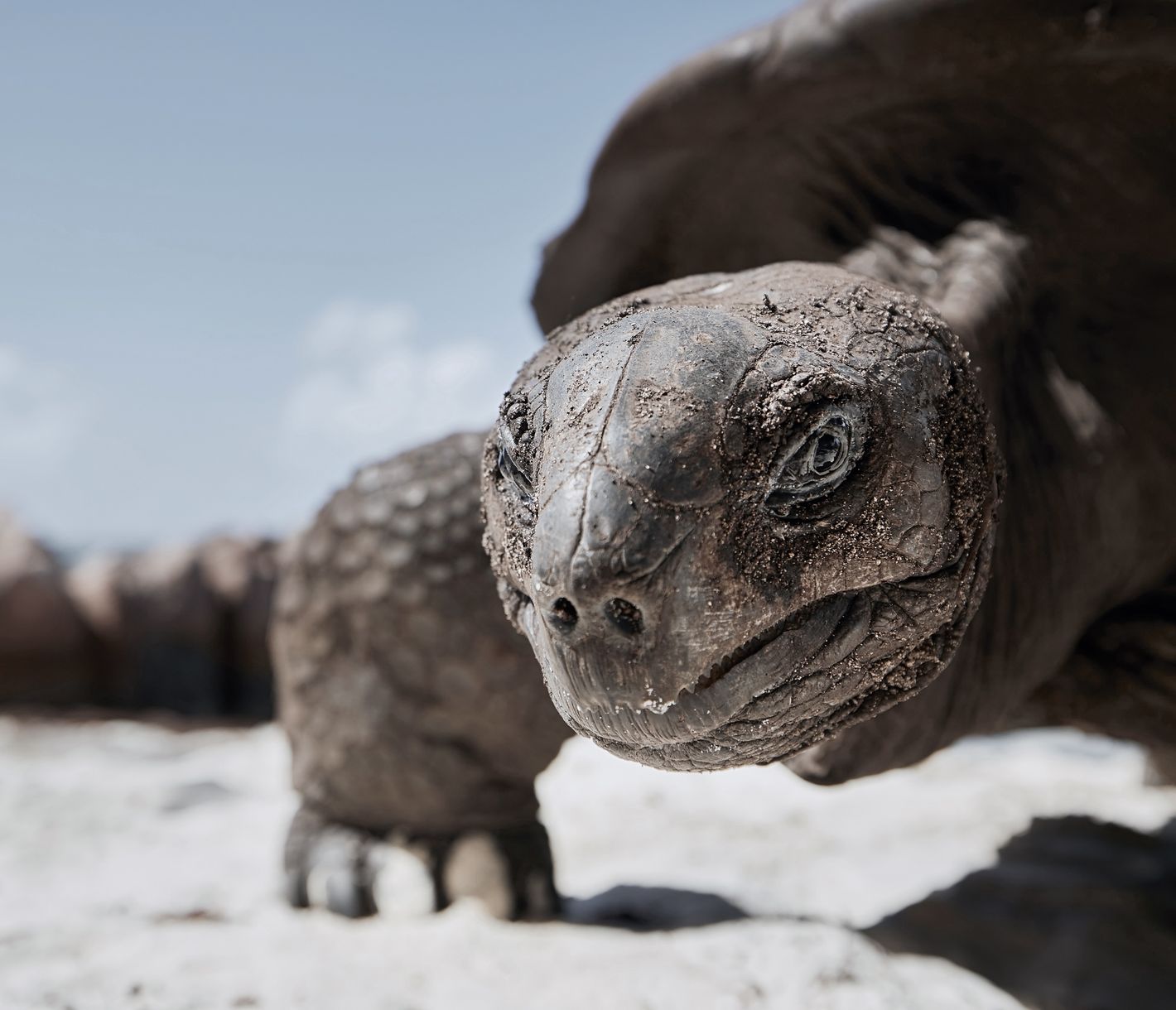Ein Exemplar der auf den Seychellen lebendenden, imposanten Riesenschildkröten