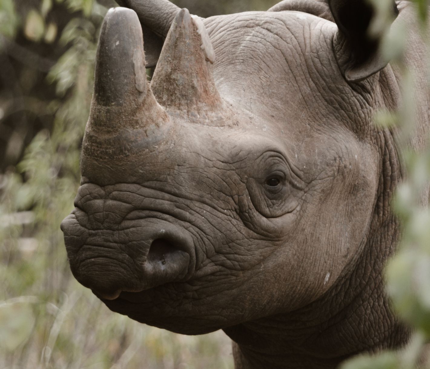 Im Mkomazi-Nationalpark einem Nashorn nahekommen