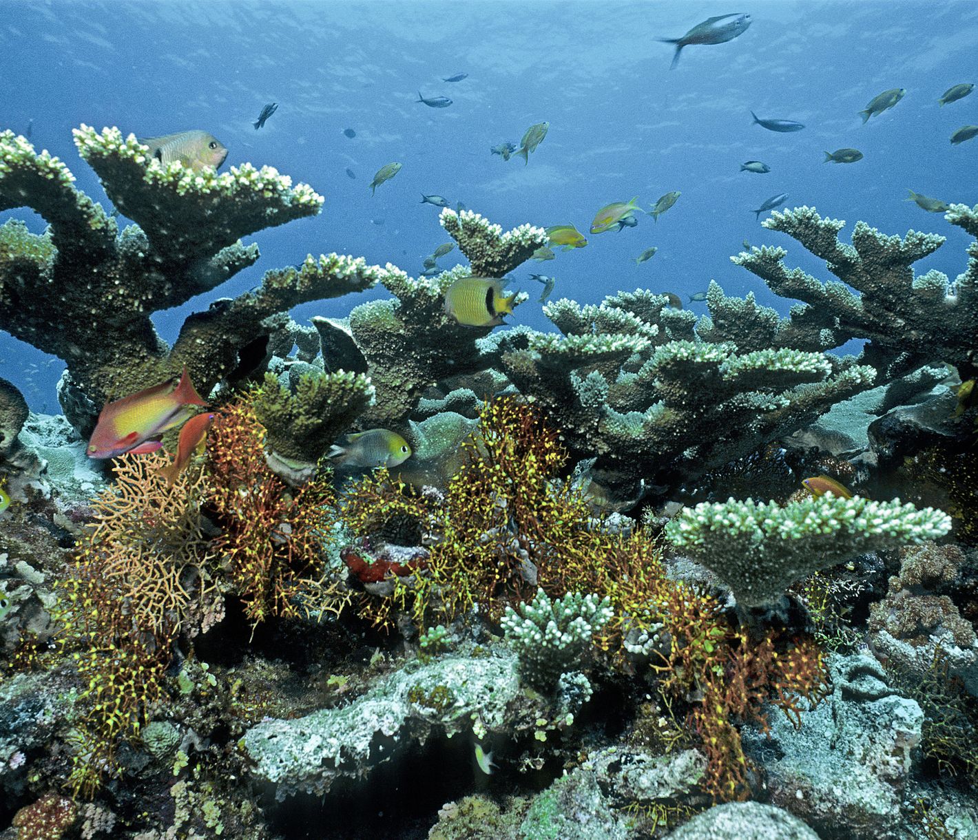 Korallengarten am Hausriff: Schnorcheln auf den Malediven direkt ab dem Strand