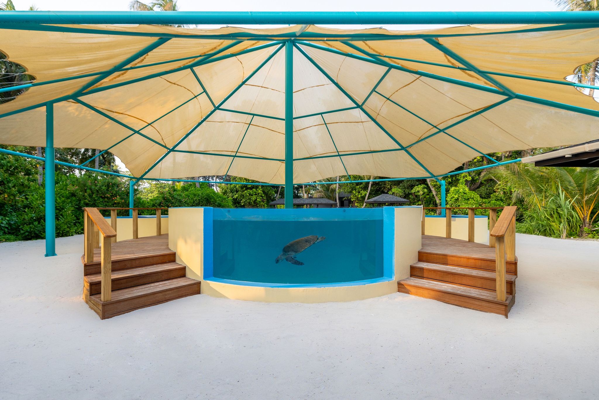 Sea Turtle Health Institute