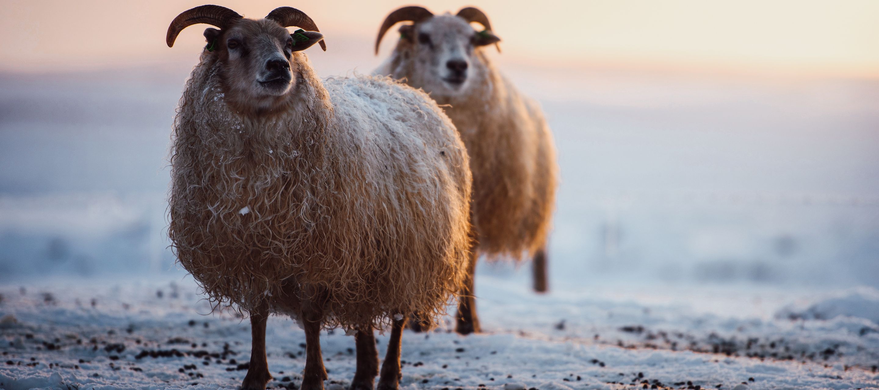 Die Schafe in Island stammen von einer Schafrasse ab, die von den Wikingern nach Island gebracht wurde.
