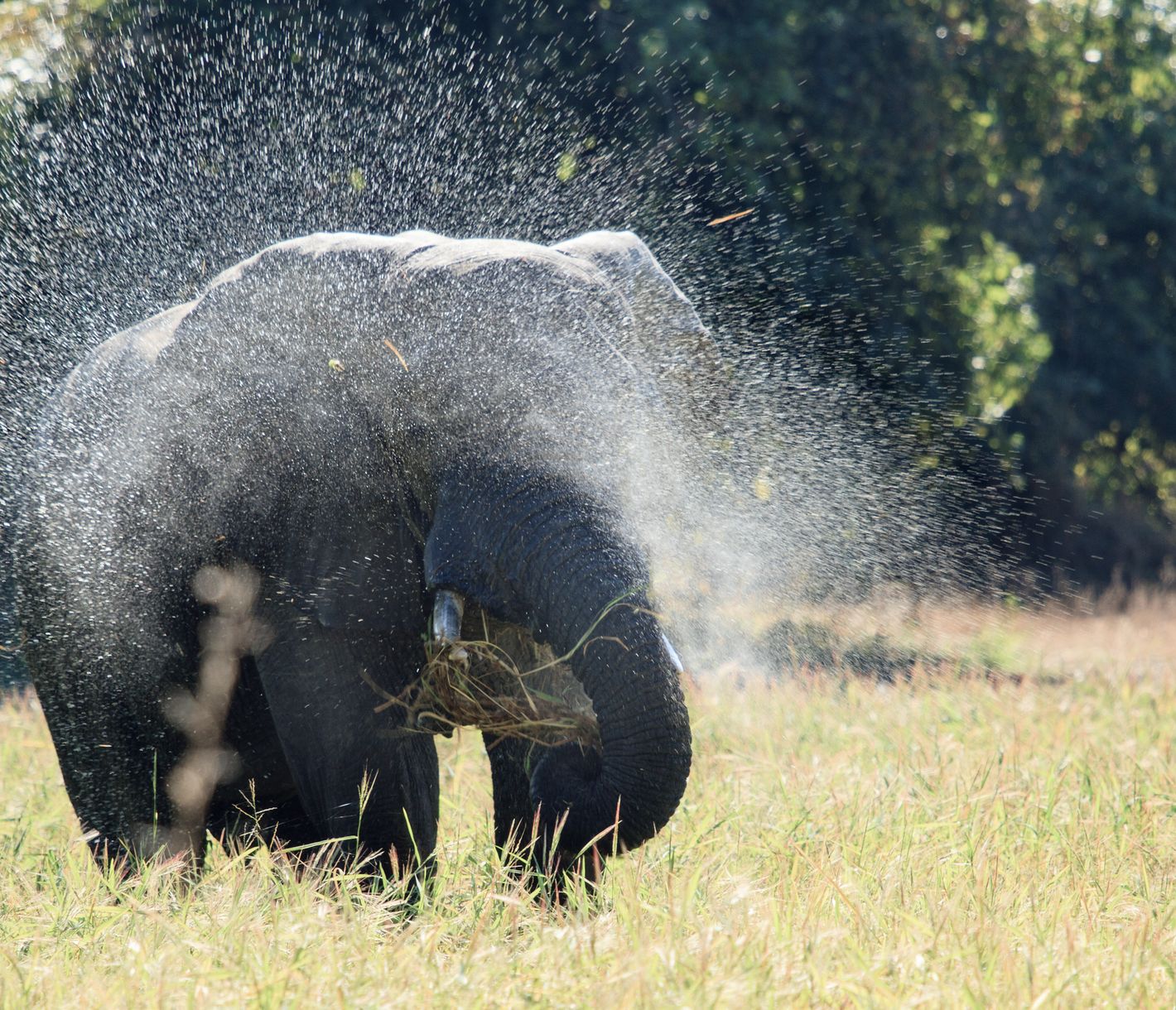 Einzelner Elefantenbulle spritzt Wasser über sich zur Abkühlung