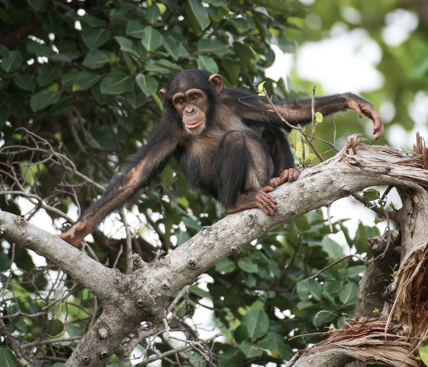 Ein Schimpanse lässt sich an den Ufern des Gambia-Flusses blicken.