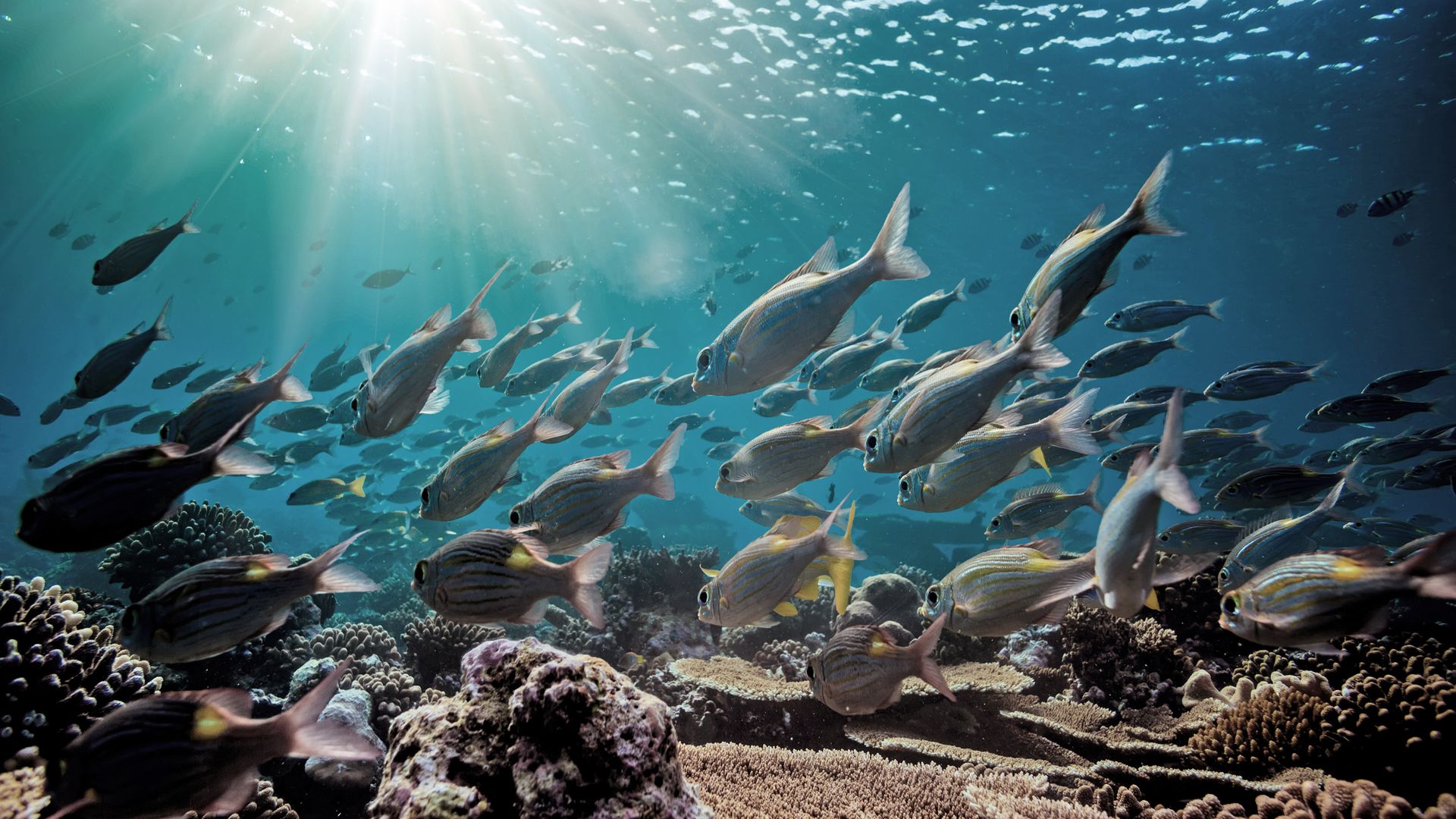 Einer für alle. Alle für einen.