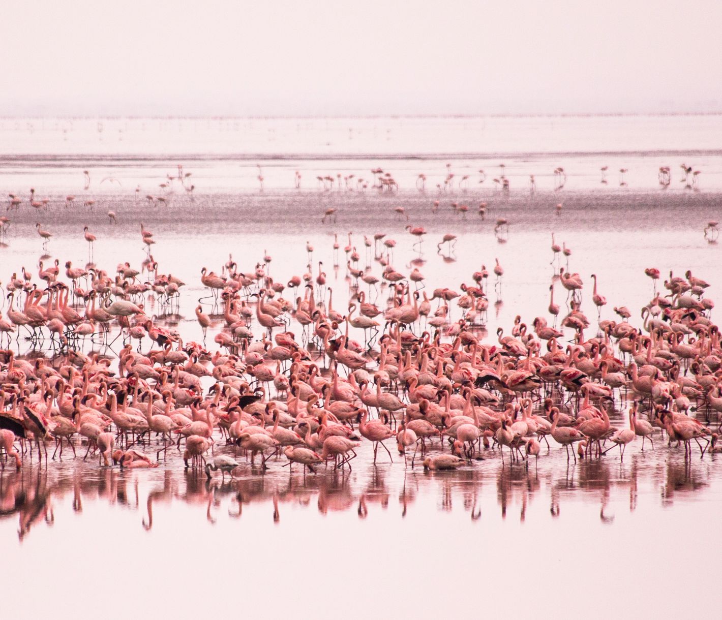 Flamingos am Lake Manyara