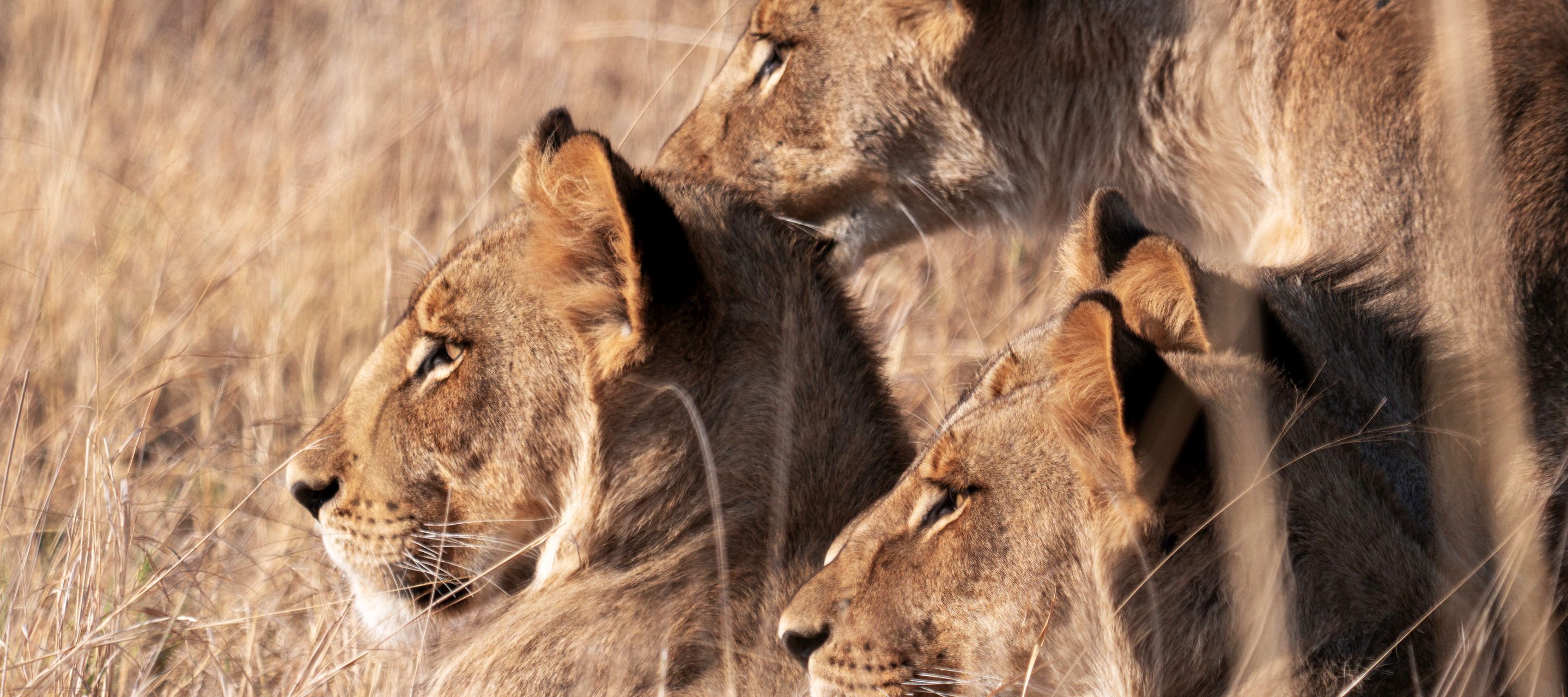 Löwenrudel im hohen Gras