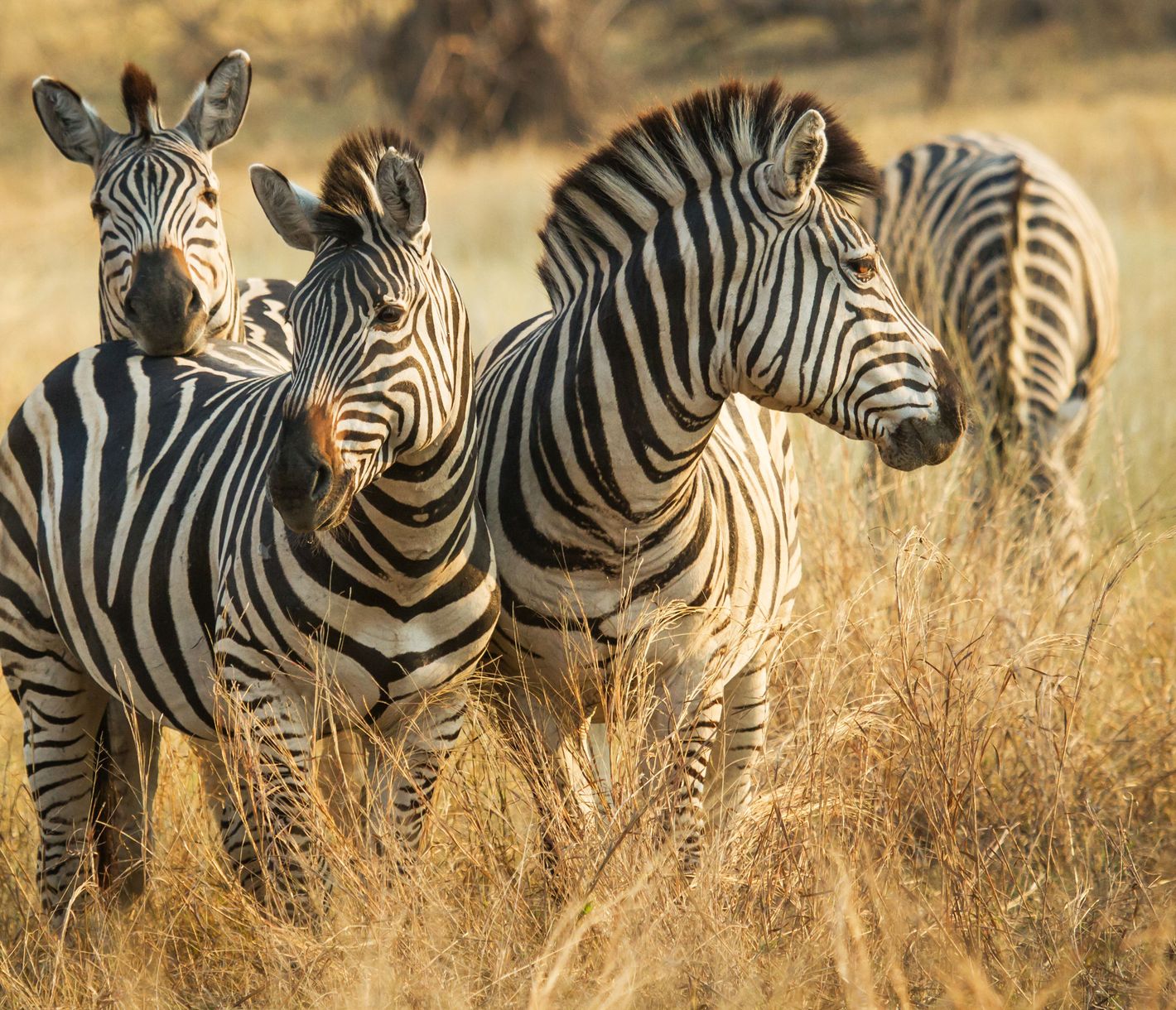Zebras gehören zu den meistgesehenen Safaritieren.