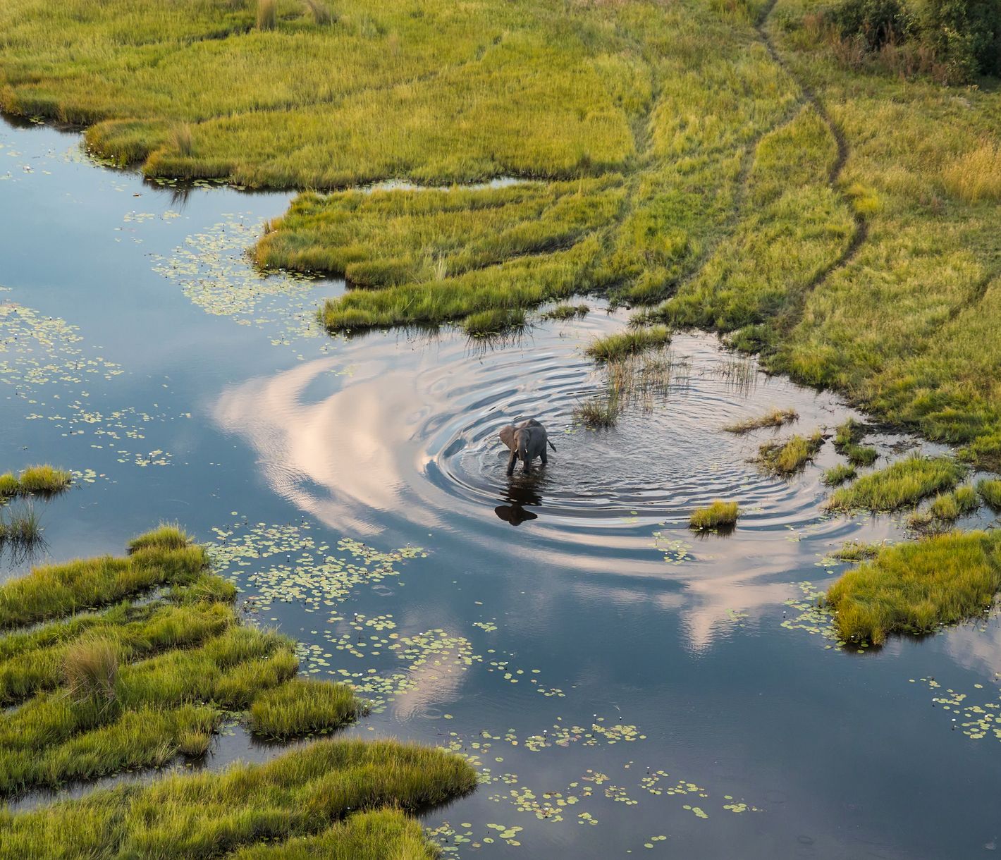 Avez-vous déjà vu un éléphant du ciel ?