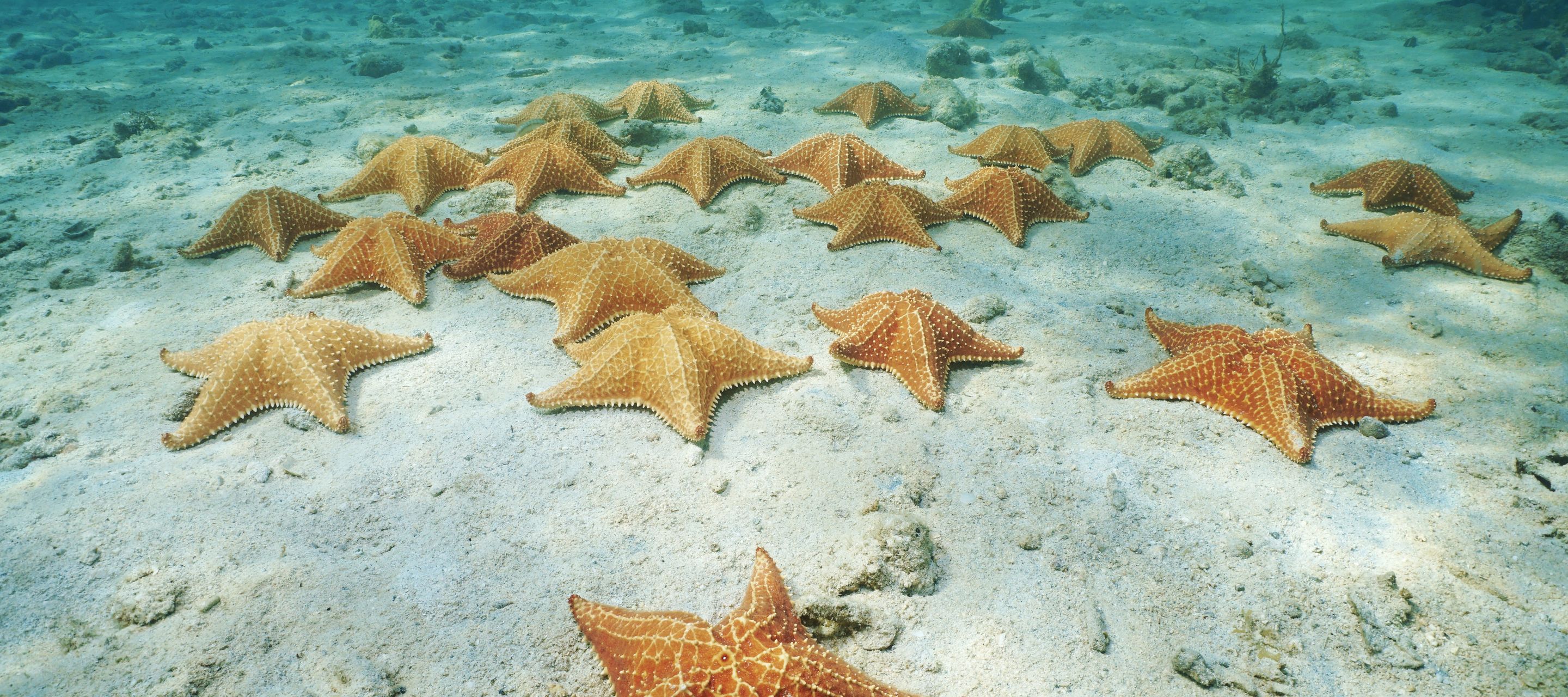 Seesterne bei Bocas del Toro