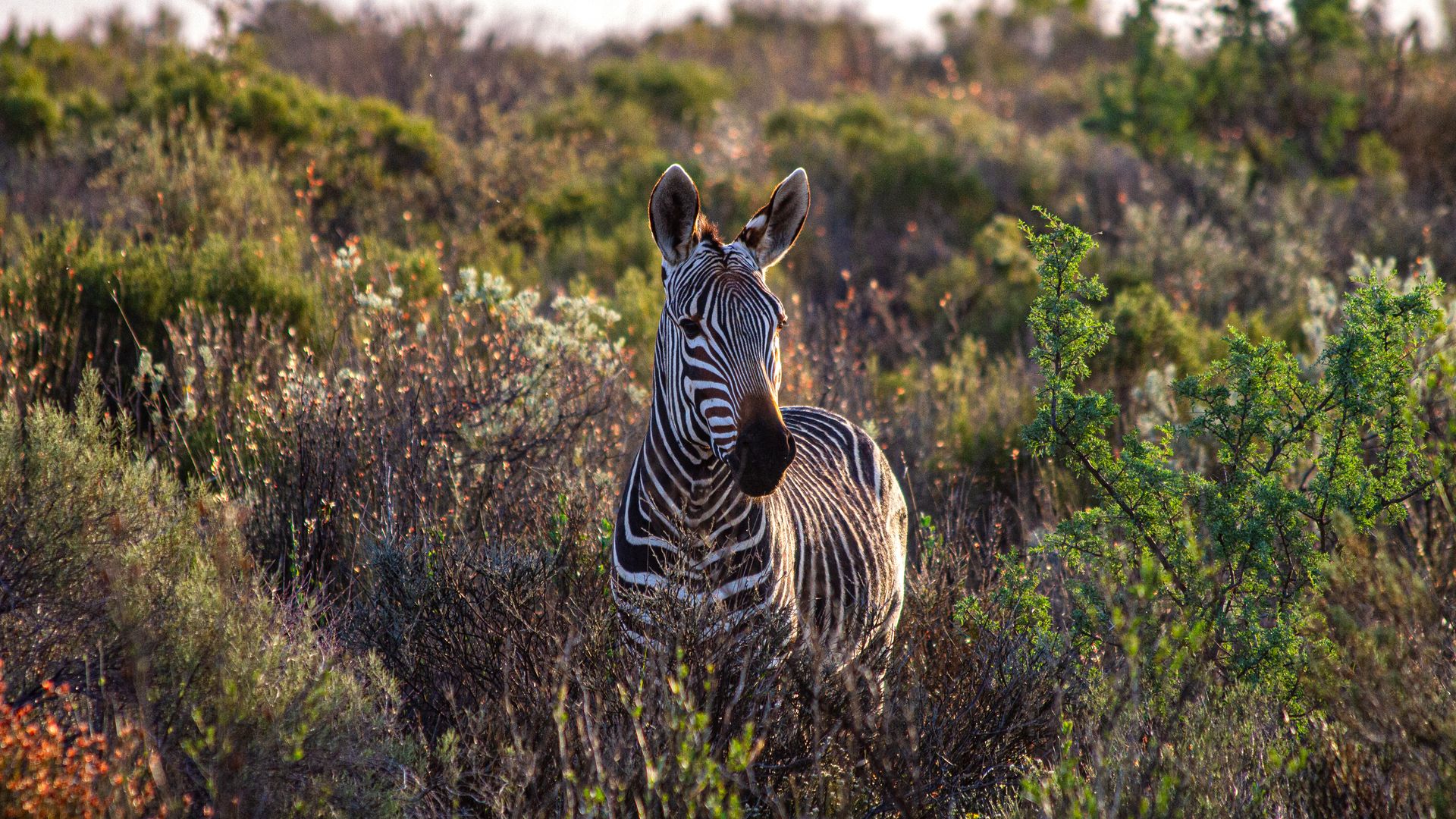 Un zèbre de montagne du Cap dans le Cederberg, Afrique du Sud