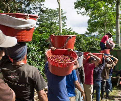 Von der Saat bis in die Tasse – die Produktion unseres geliebten Kaffees