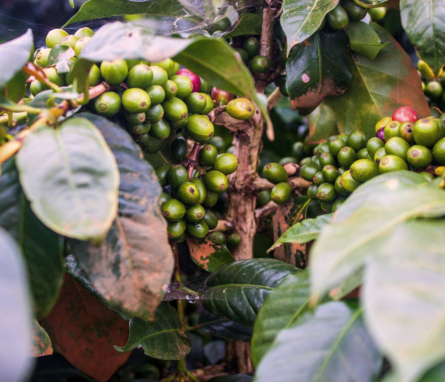 Auf dem Bolaven-Plateau prägen Tee- und Kaffeeplantagen das Bild.
