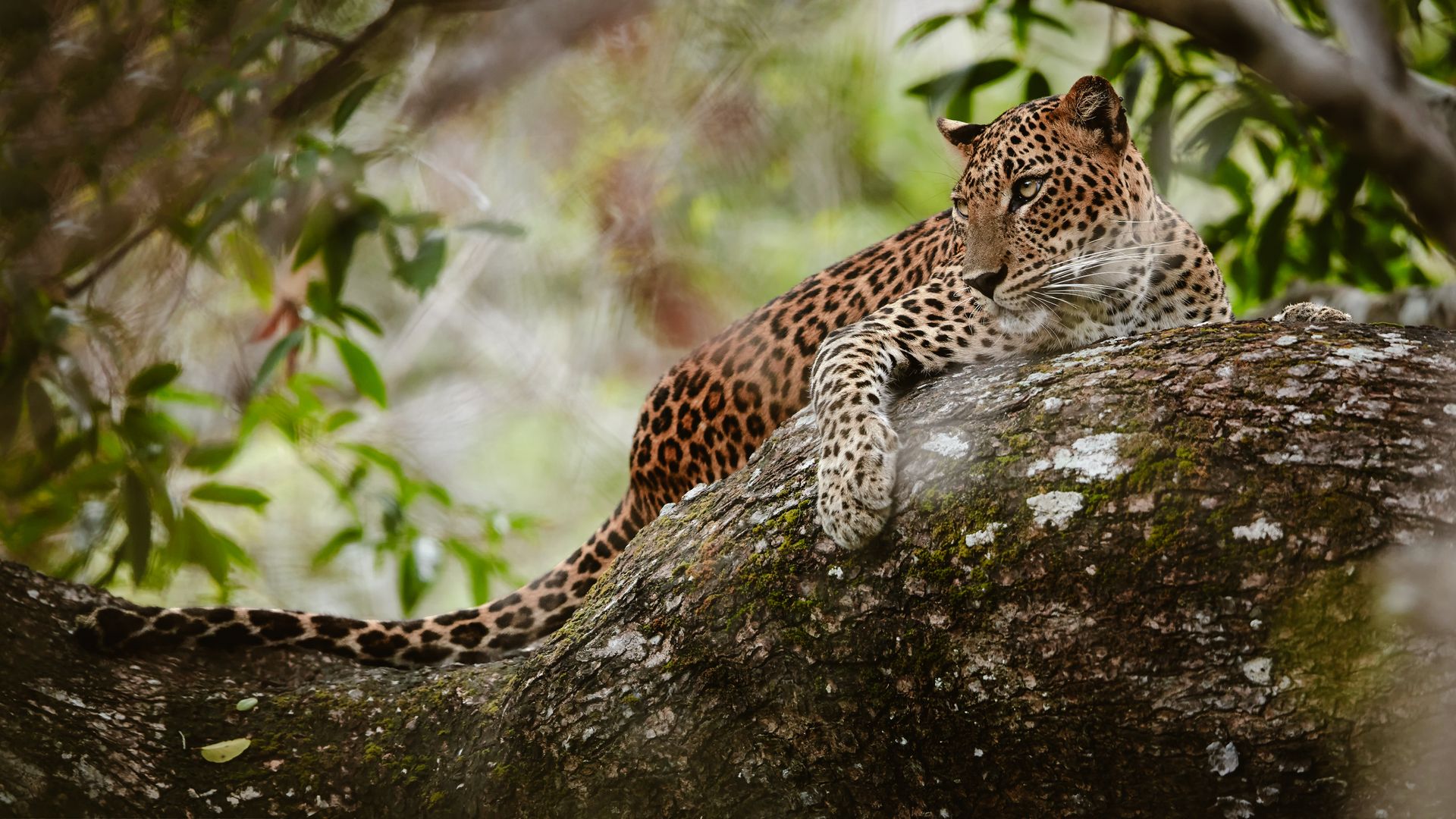 Leopard im Yala Nationalpark