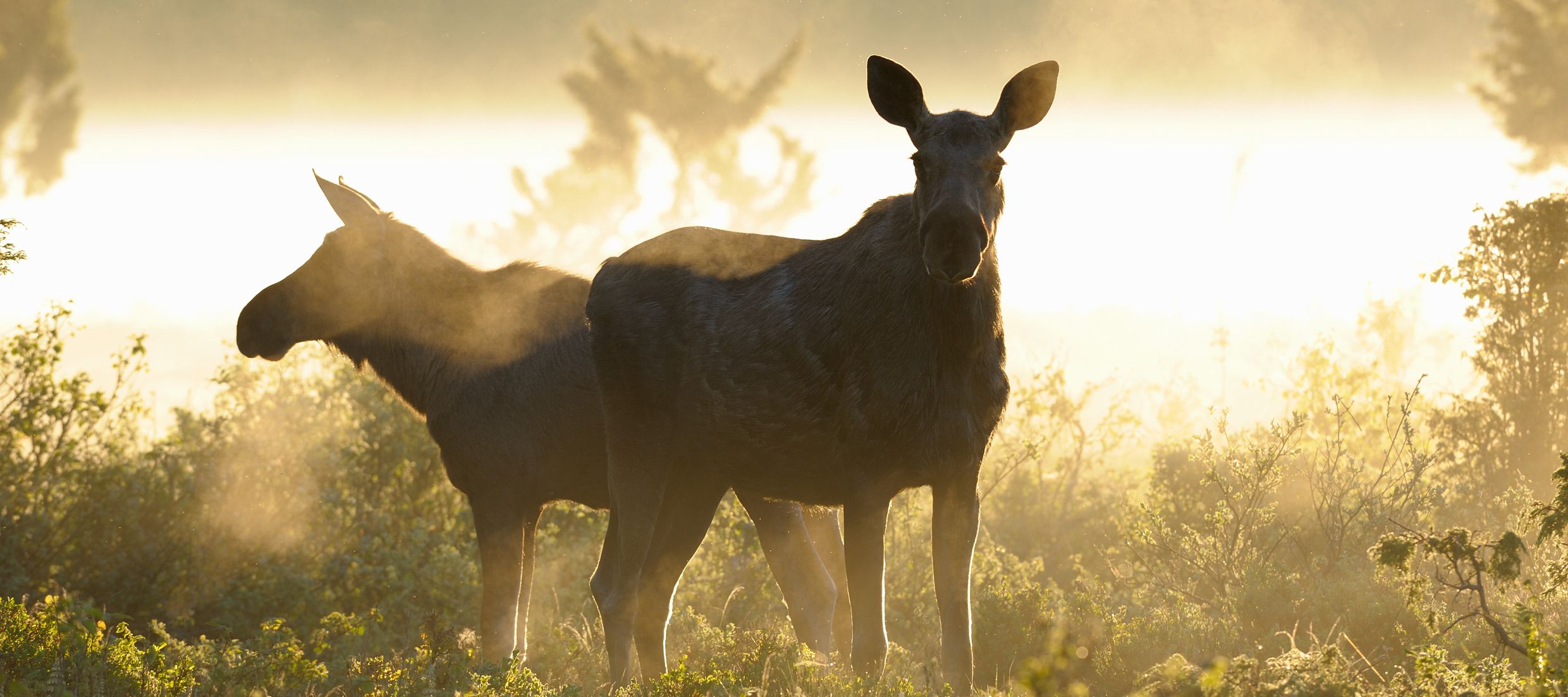 Besucher am frühen Morgen