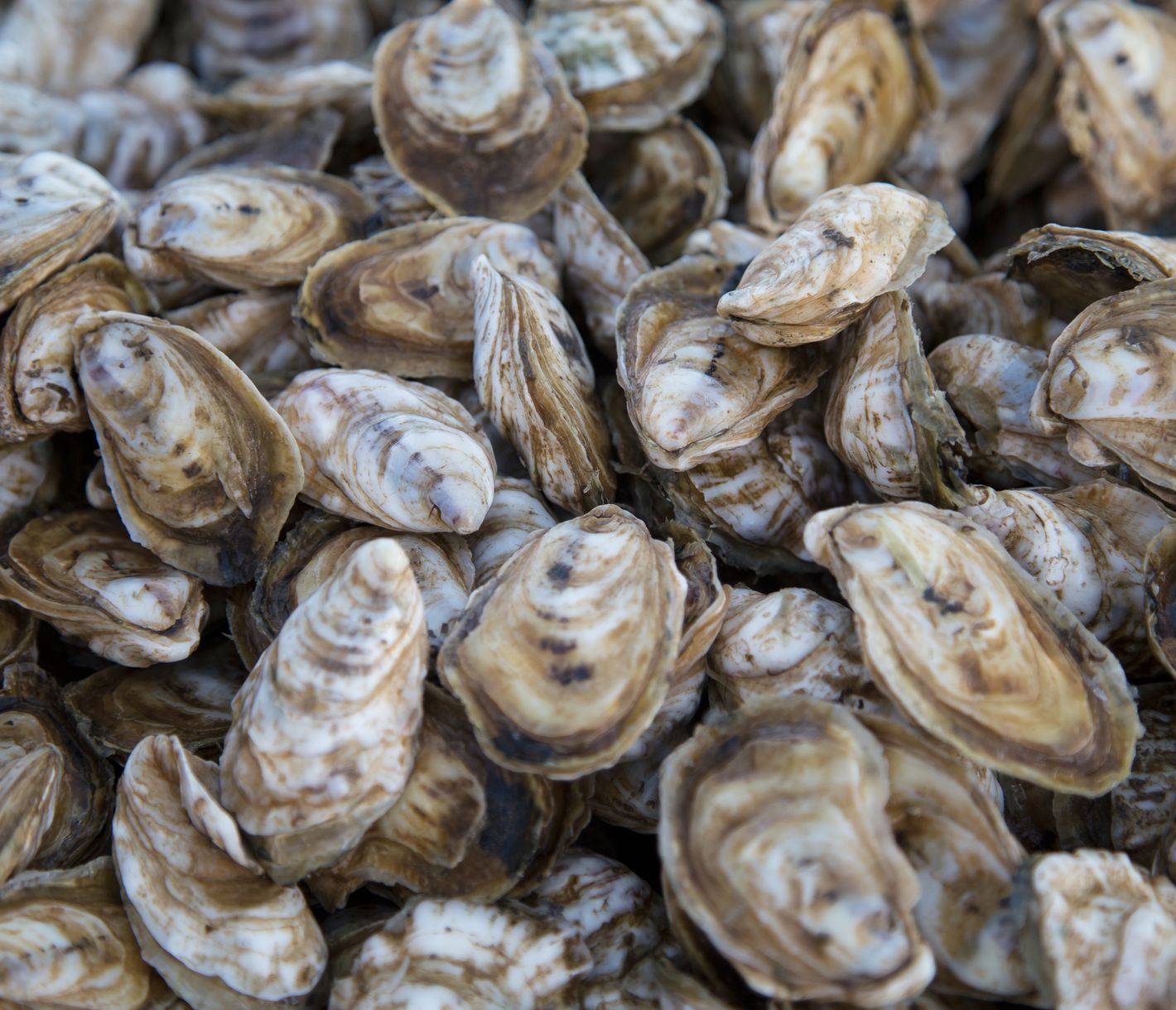 Frische Austern können sowohl in Maryland als auch in Virginia gekostet werden.