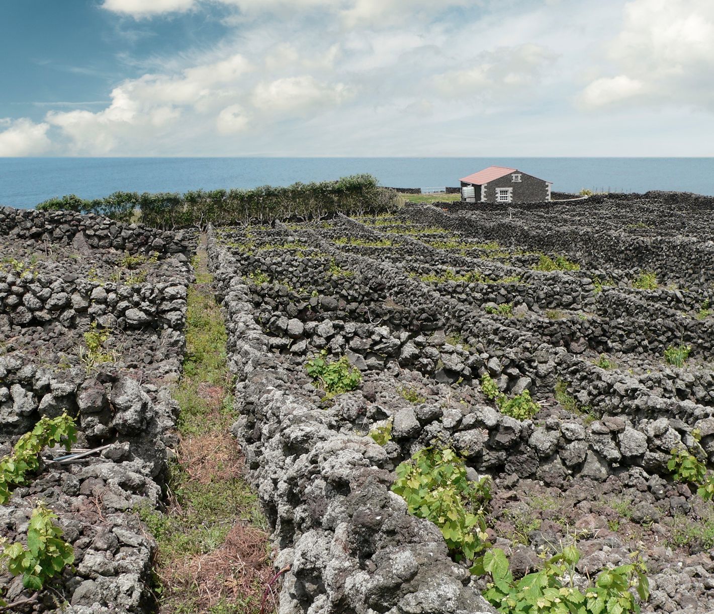 Alte Weinanbauparzellen, von typischen schwarzen Trockensteinmauern umgeben