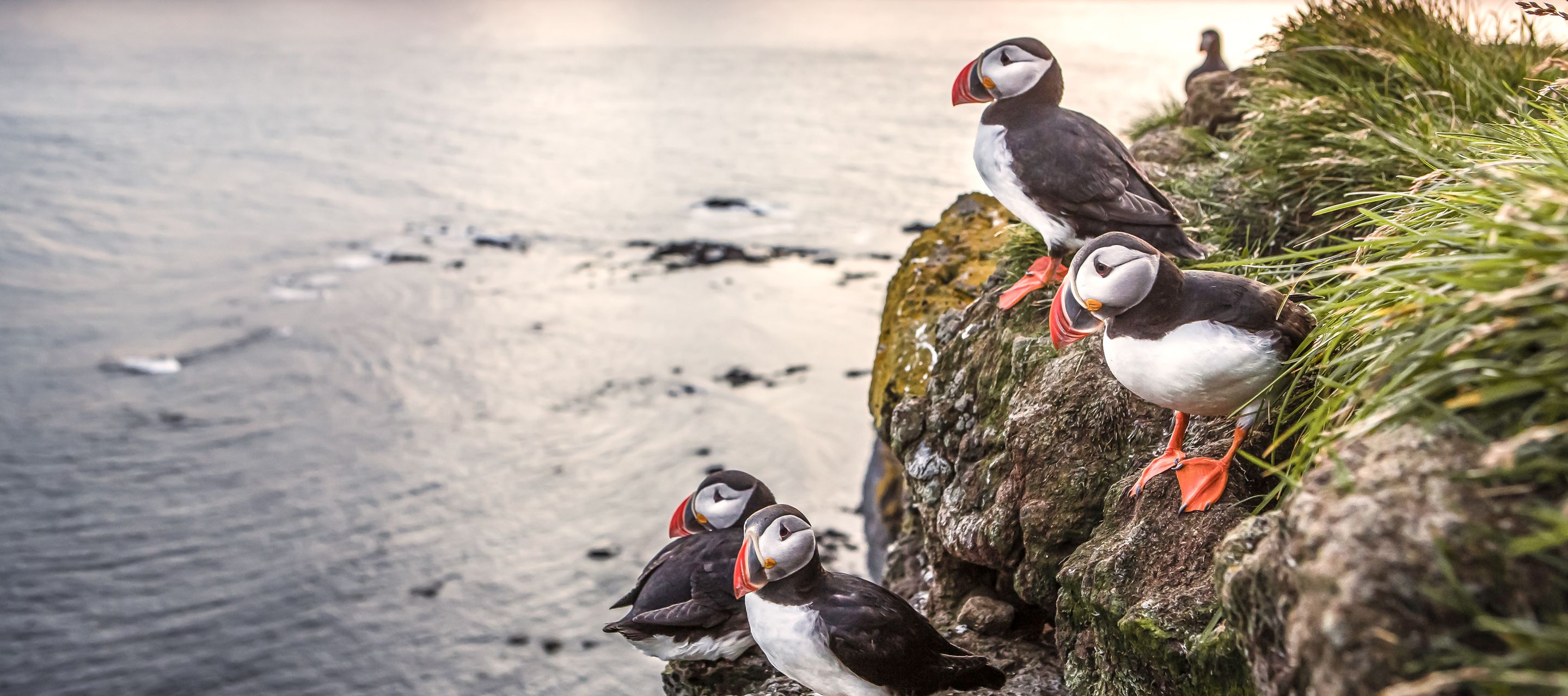 Die drolligen Puffins sind die heimlichen Stars Islands!