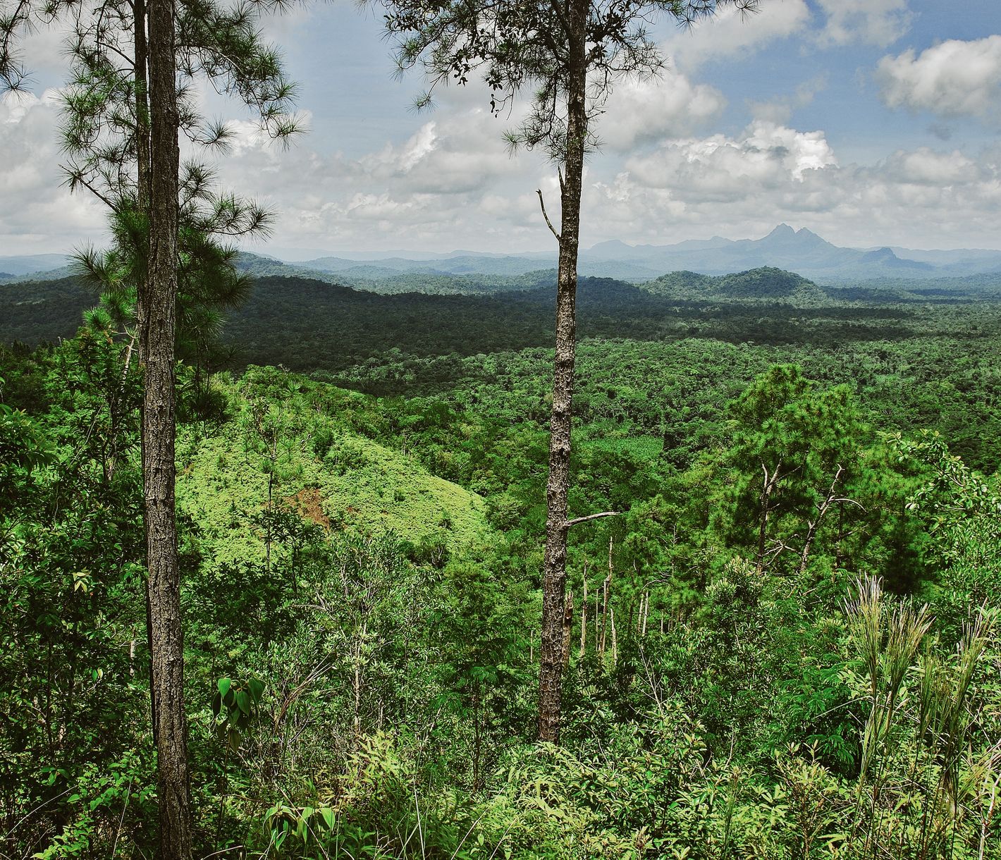 Vue sur la nature sauvage du Cockscomb Basin Wildlife Sanctuary