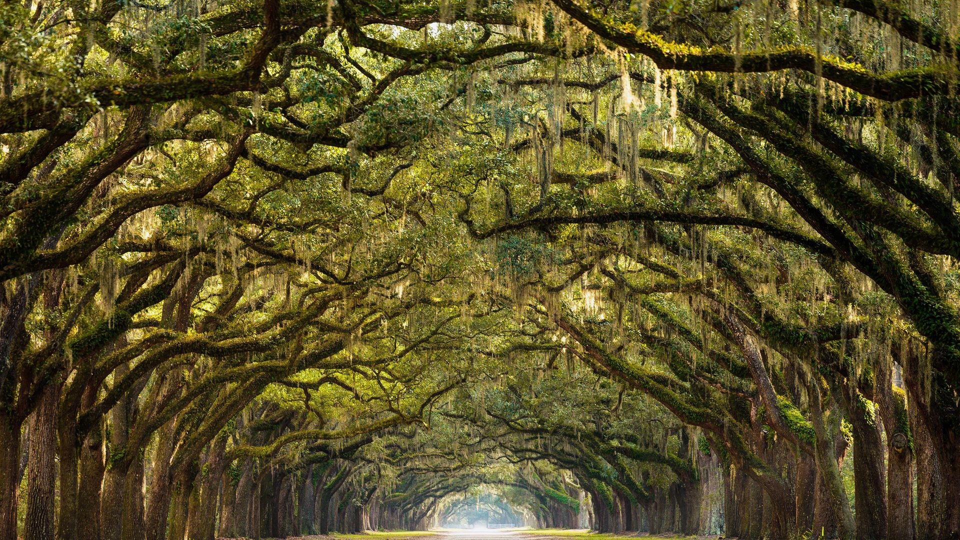 Etwas ausserhalb von Savannah führt eine imposante Allee zur nicht minder beeindruckenden Wormsloe Plantation.