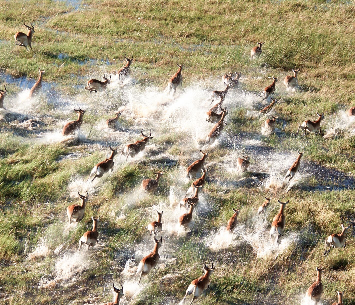 Un troupeau d'impalas bondit dans le delta de l'Okavango