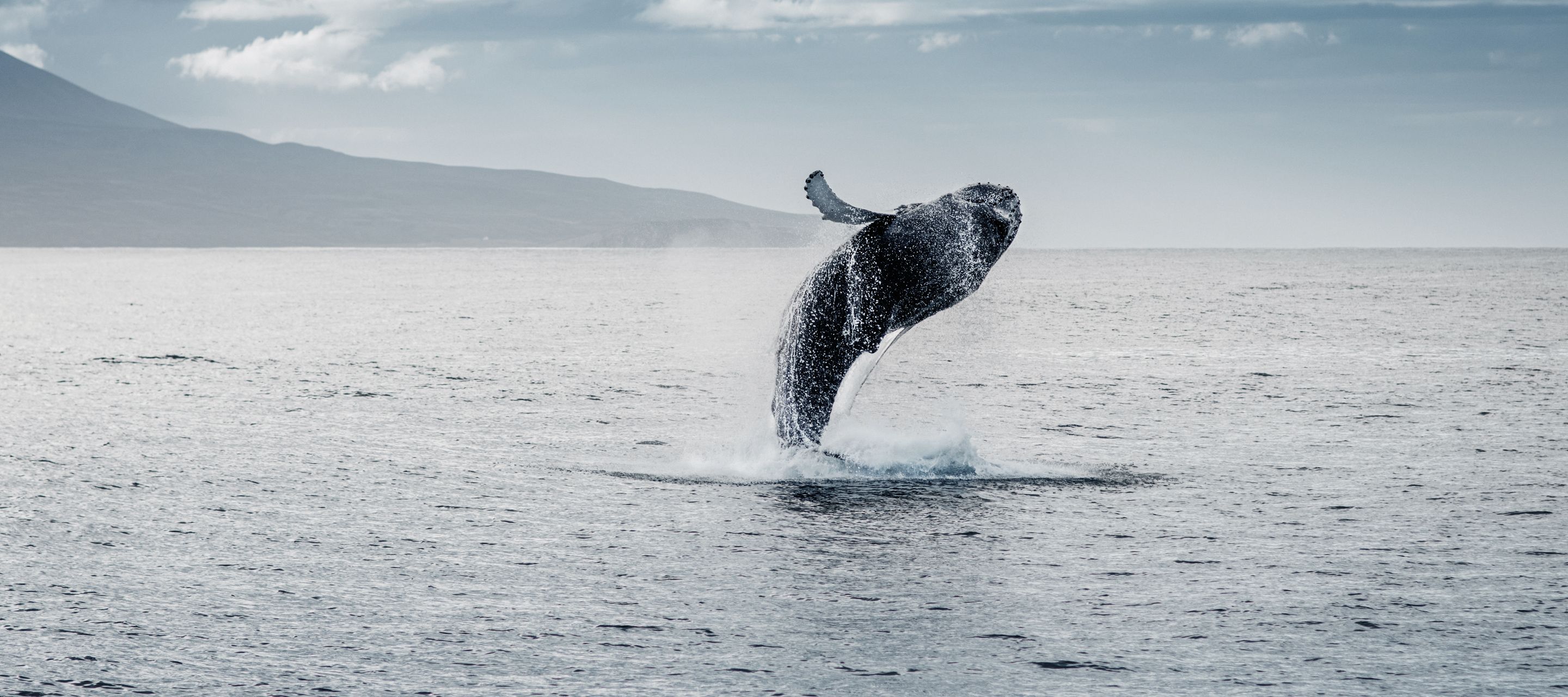 Im Meer um Island gibt es unzählige Wale zu beobachten