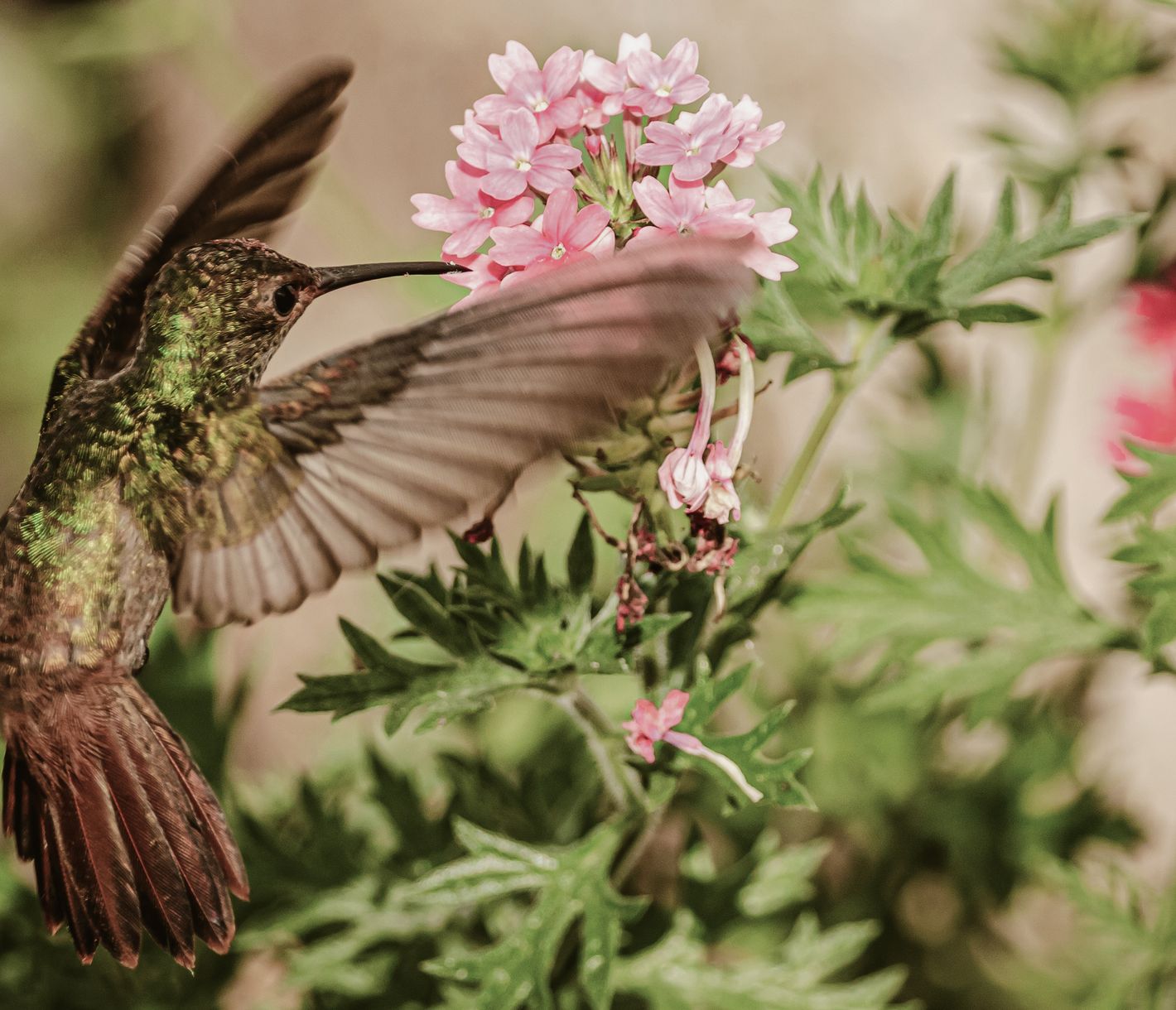 La Hummingbird Highway doit son nom à la grande population de colibris de la région.