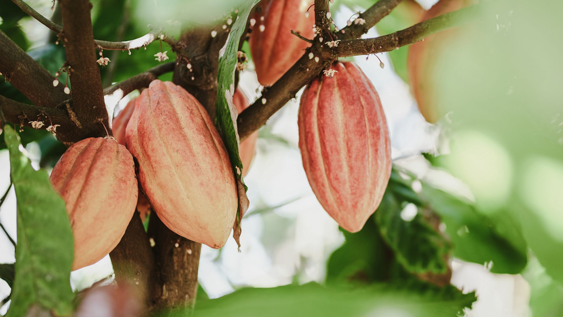 El Sendero del Cacao