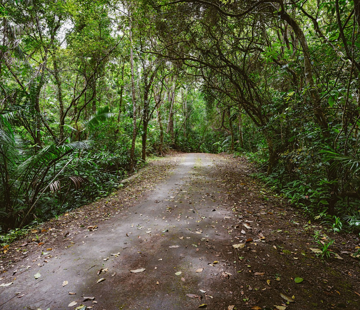 Der Mt. Bandilaan bietet Ausblicke vom höchsten Punkt Siquijors.