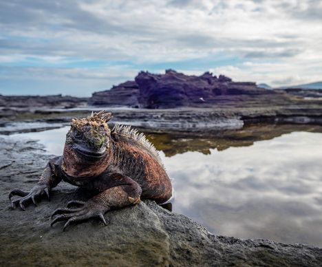 Der Drache der Galapagos-Inseln