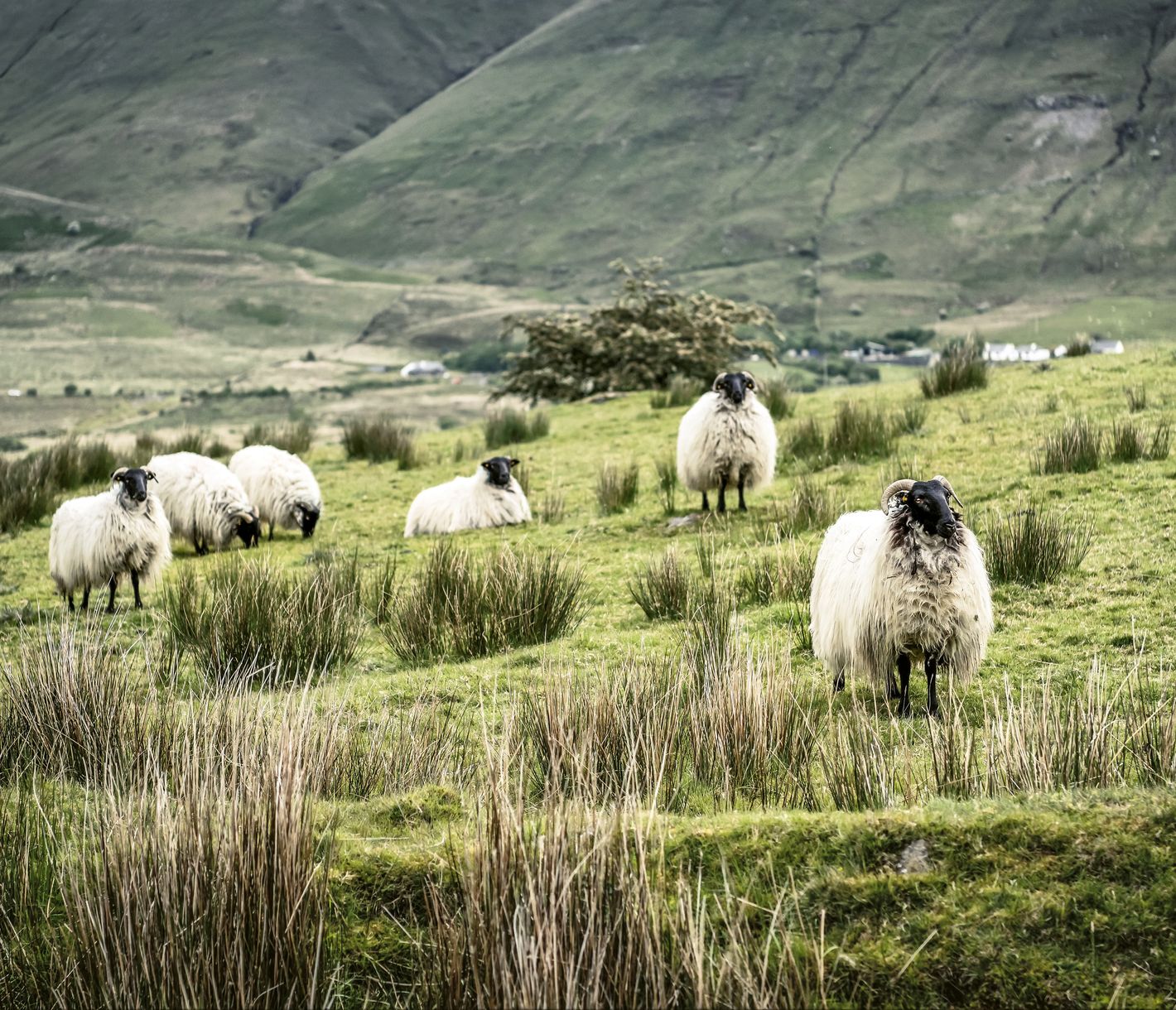 Mehr Schafe als Menschen