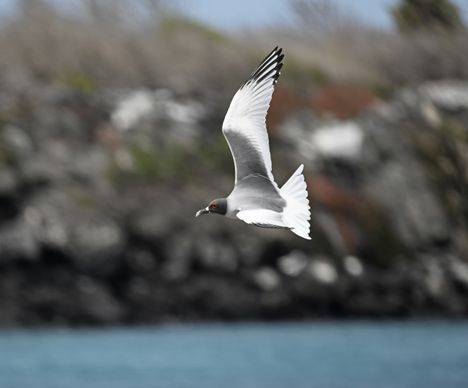 Die Gabelschwanzmöwe im Flug beobachten.