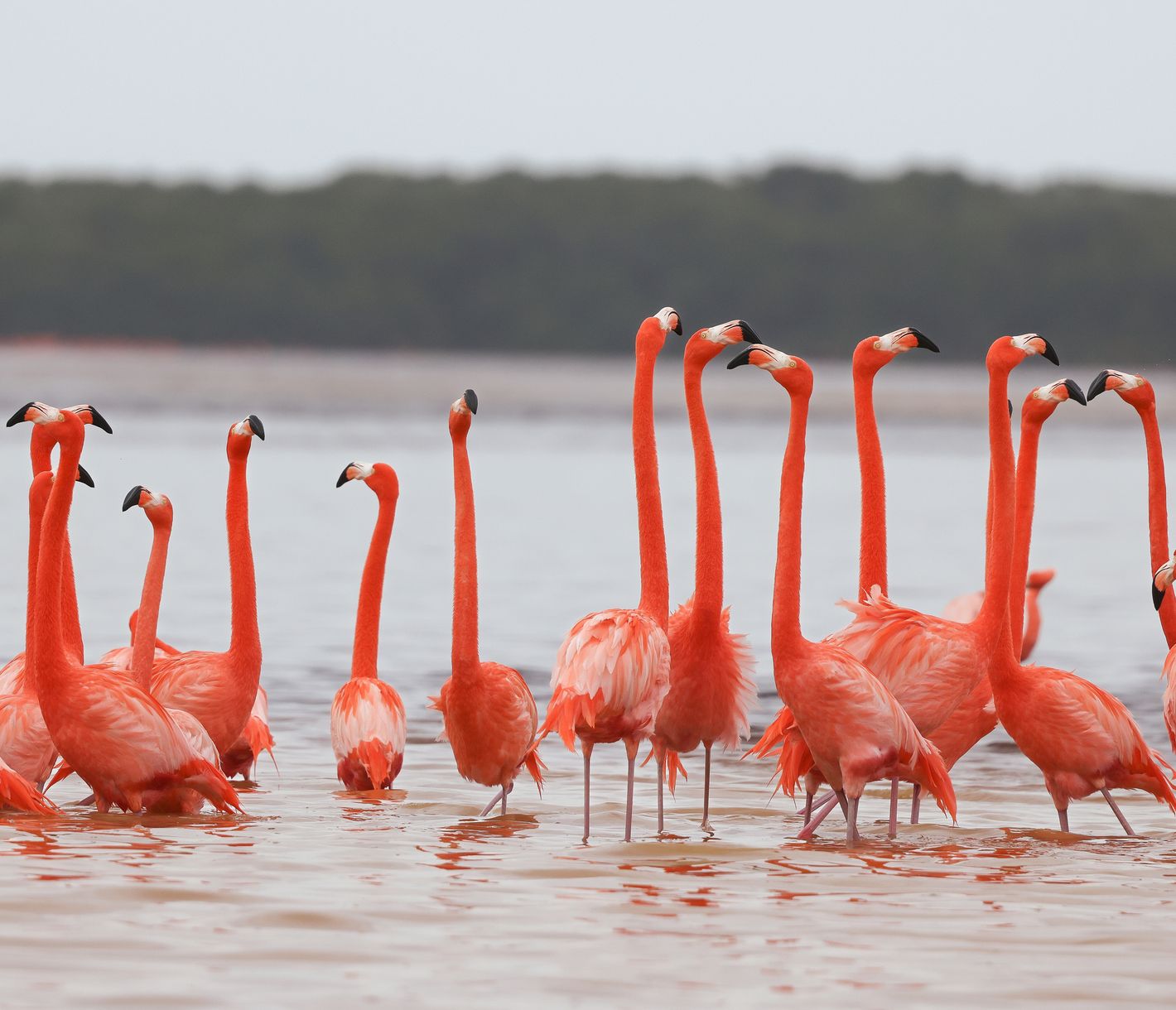 Pinke Flamingos in Celestún