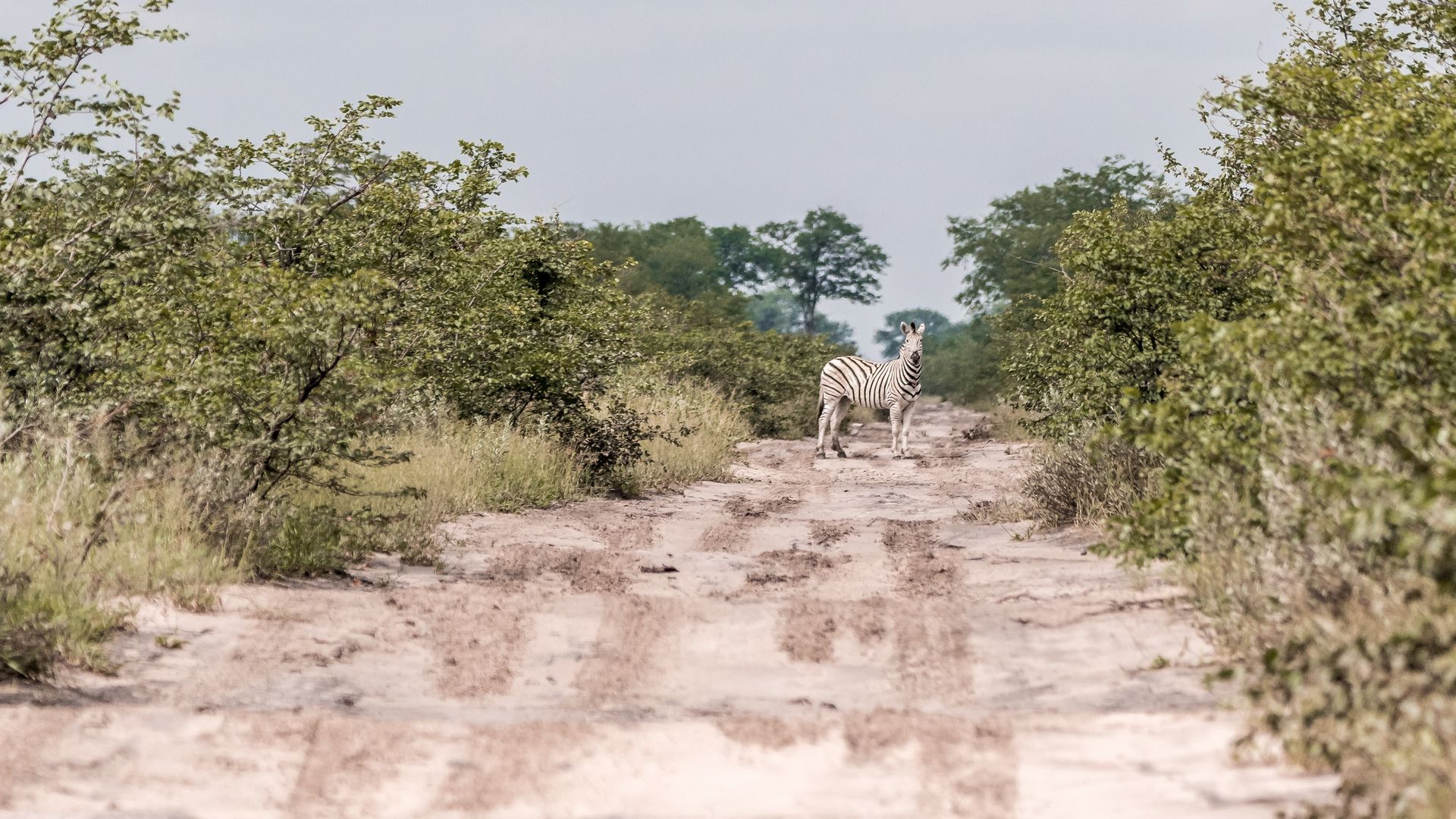 Des passages piétons d'un autre genre sur les pistes de sable du Botswana