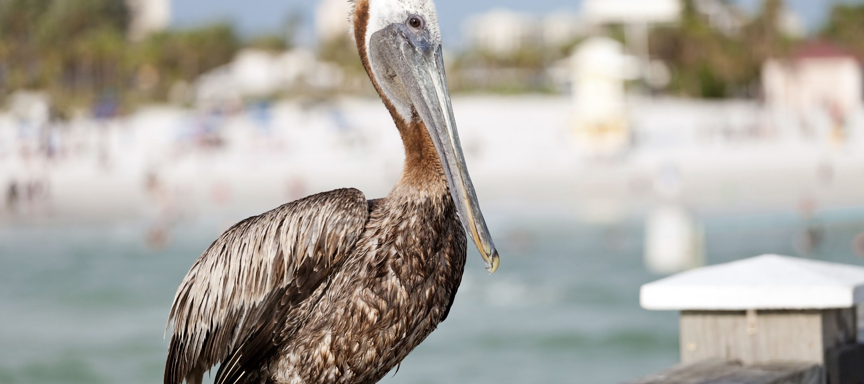 Brauner Pelikan am Pier 60 von Clearwater Beach