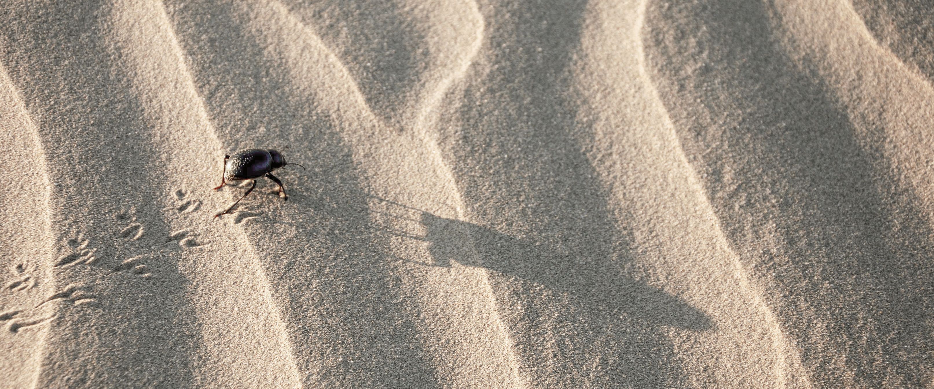 Käfer trotzt der Sandwüste bei Jaisalmer