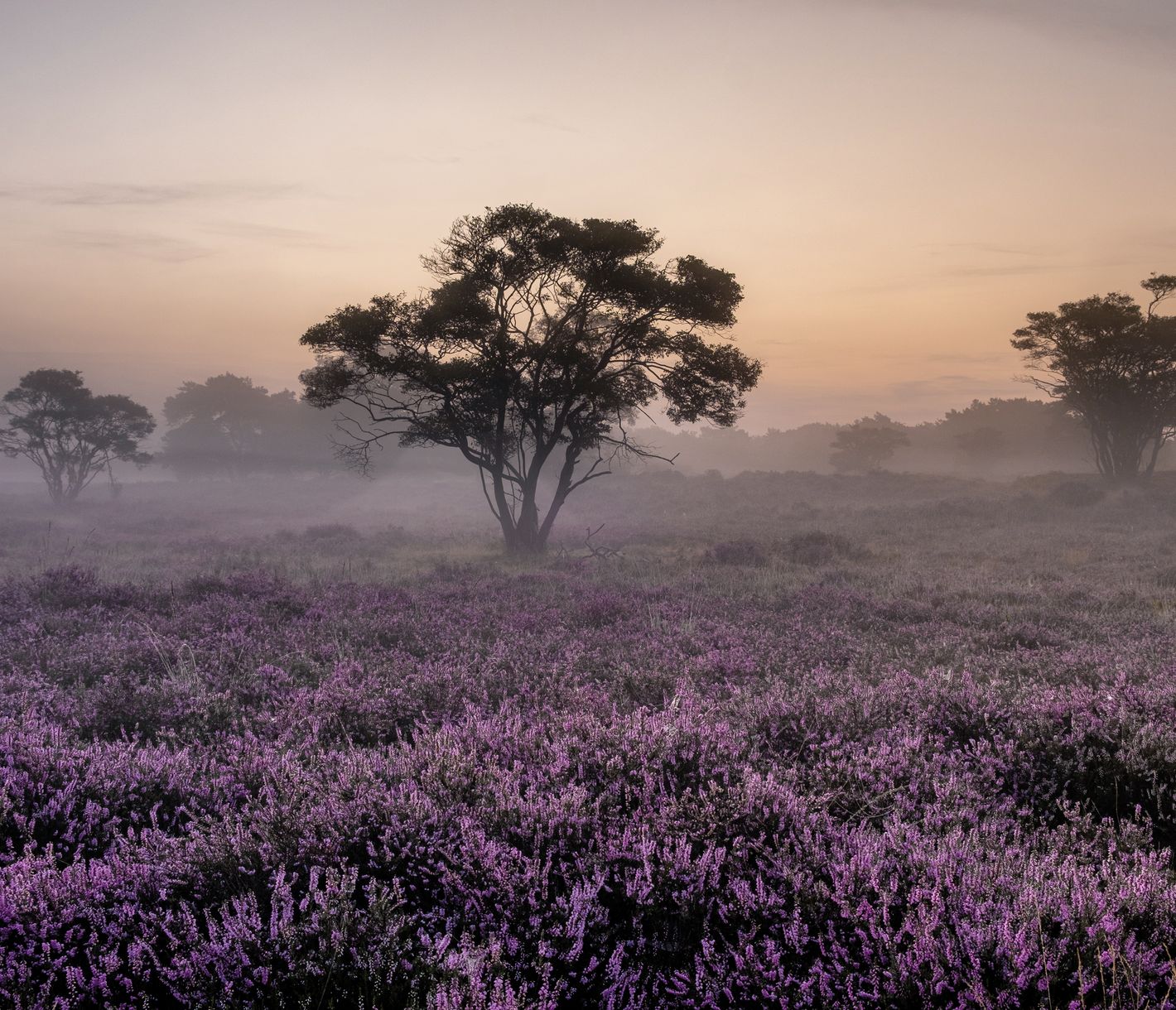 Blühendes Feld bei Sonnenaufgang in der Provinz Gelderland