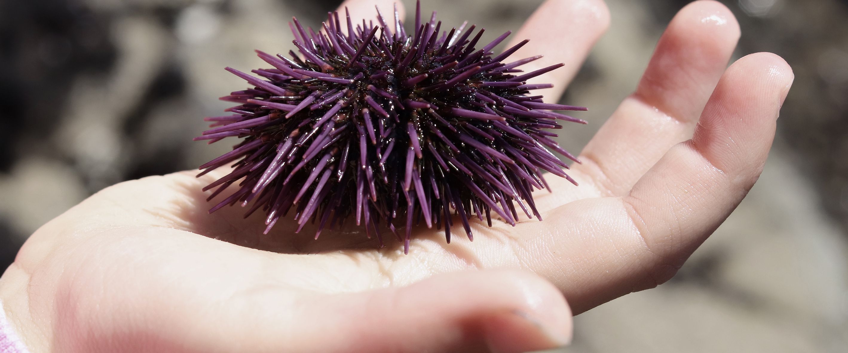 Das Monterey Bay Aquarium ist ein Ort zum Staunen und bringt Kinderaugen zum Leuchten.