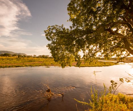 Tamarinden-Baum am Ufer des Ruaha-Flusses im Ruaha-Nationalpark