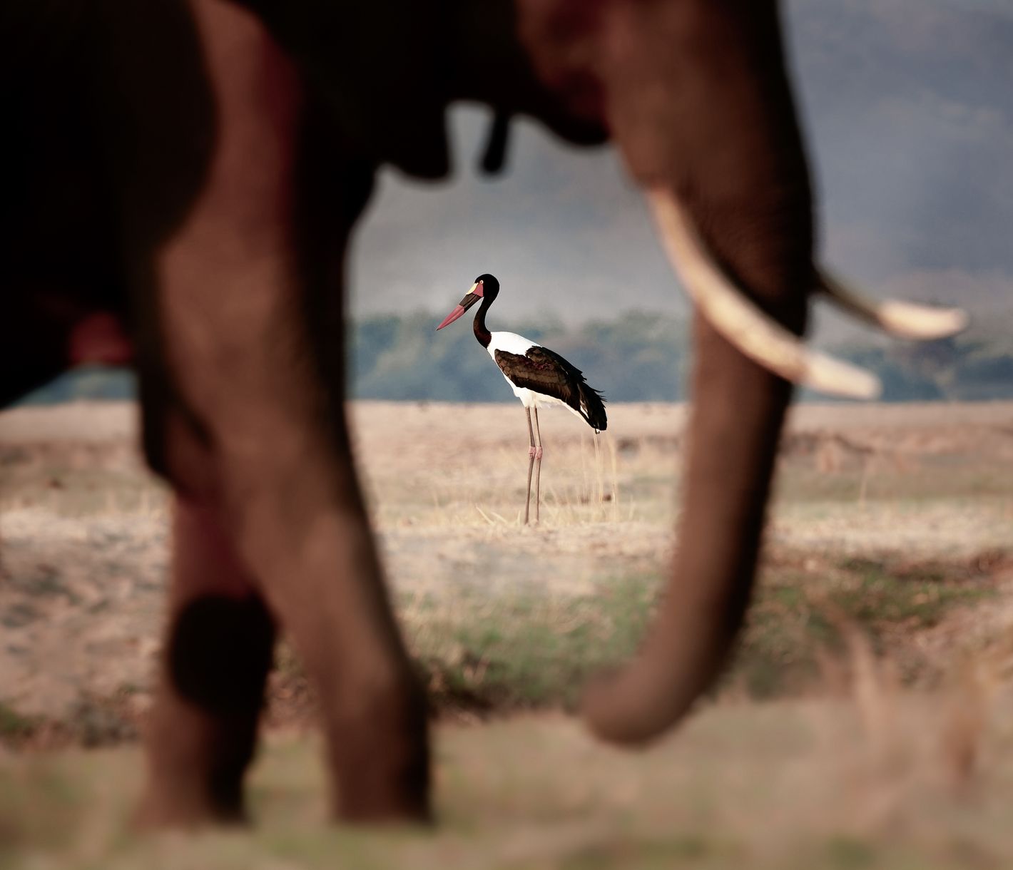 Sattelschnabelstorch durch die Silhouette eines Elefanten