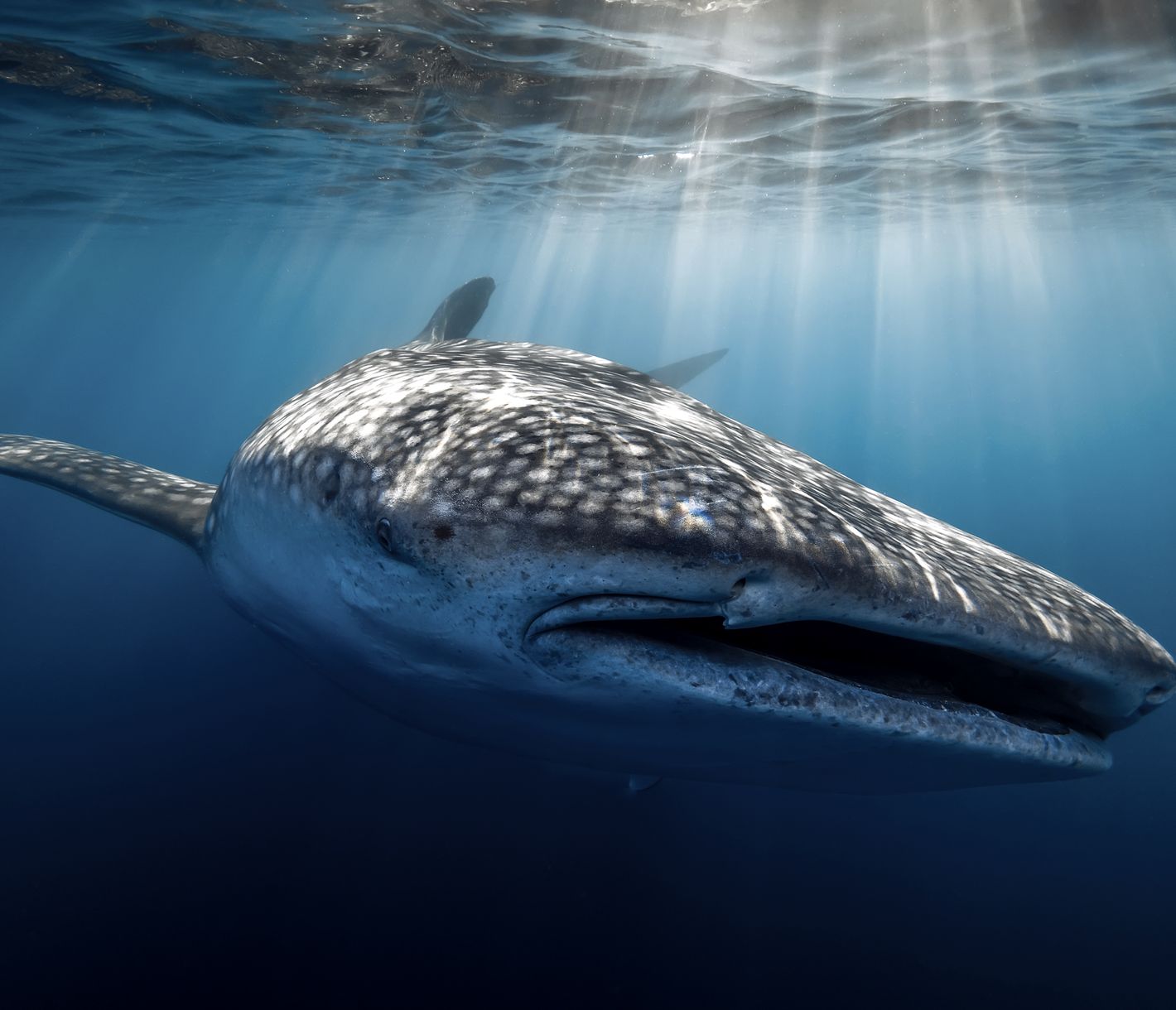 Walhai Malediven – Faszinierende Begegnung im kristallklaren Wasser