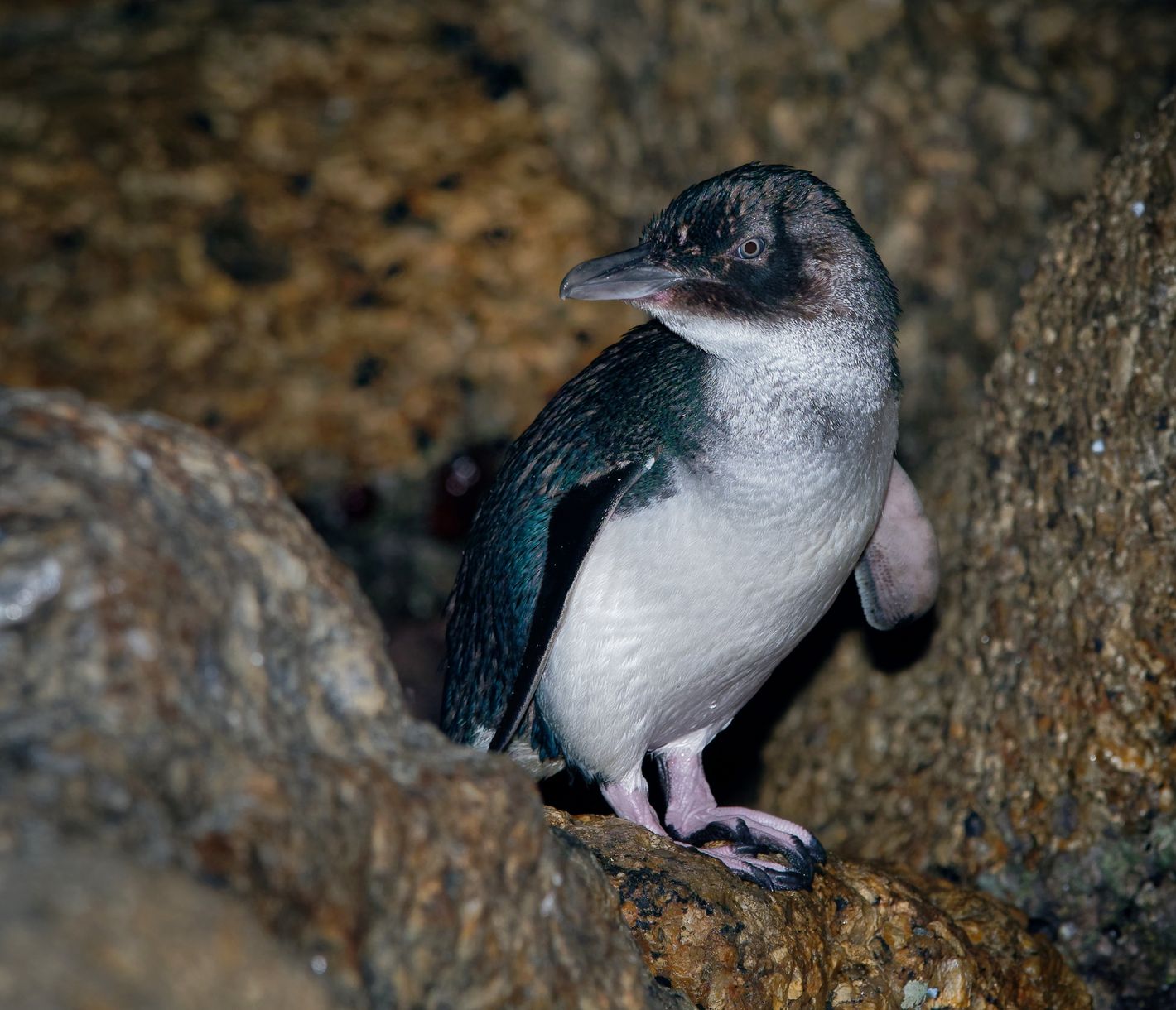 Witziges Schauspiel der kleinen Pinguine
