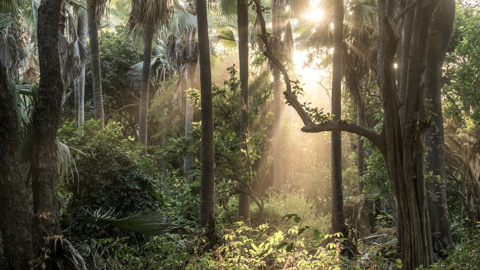 Bijilo-Nationalpark – eine grüne Oase in der Agglomeration Banjuls