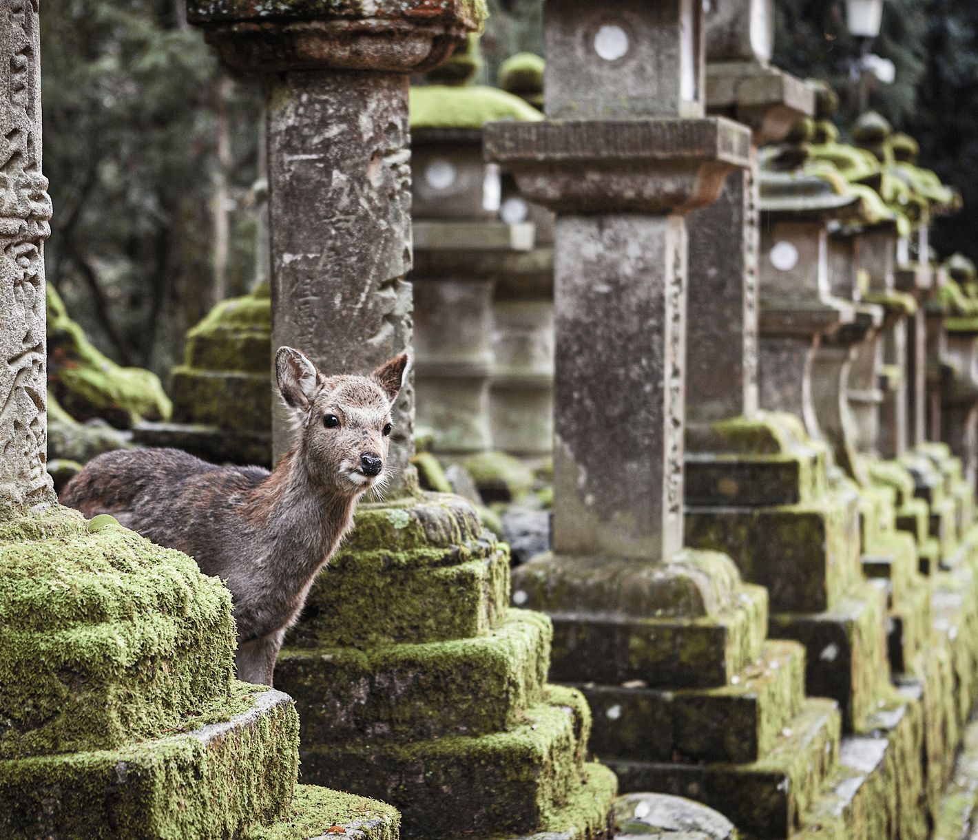 Vierbeinige Tempelbewohner