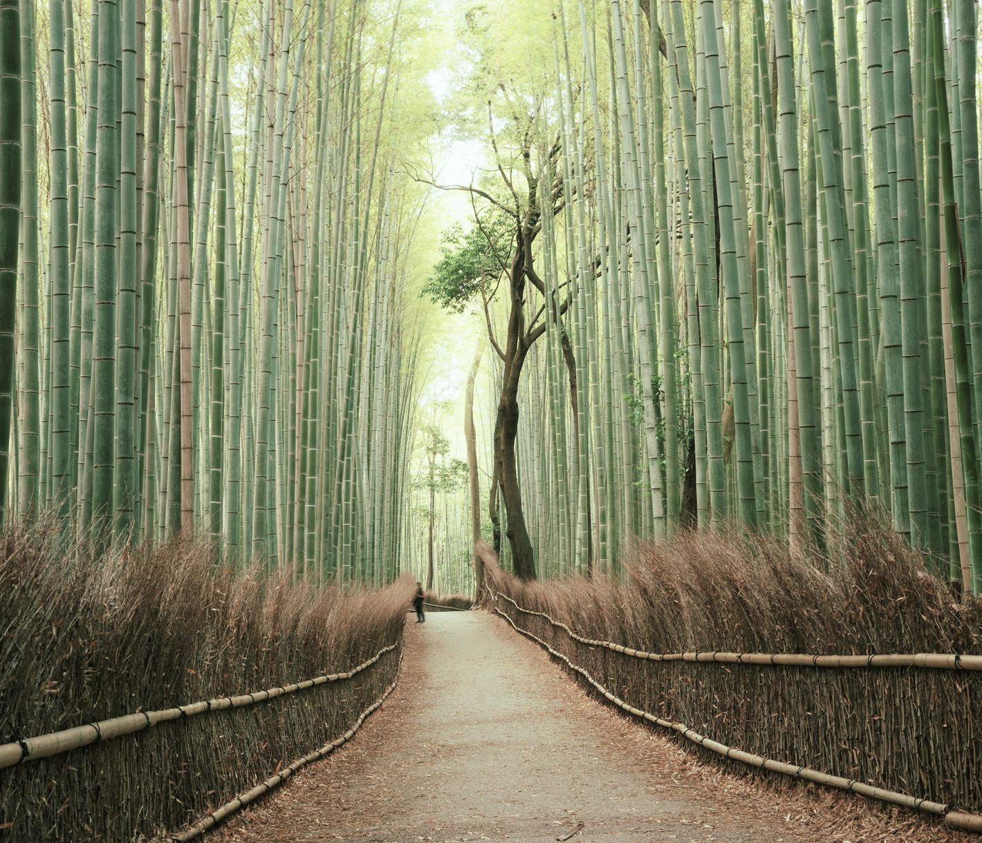 Bambuswald bei Kyoto