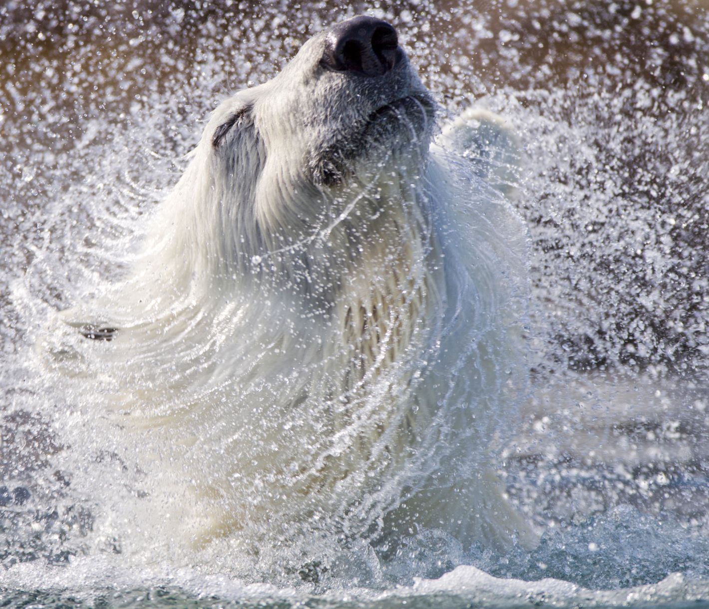 Der König der Arktis