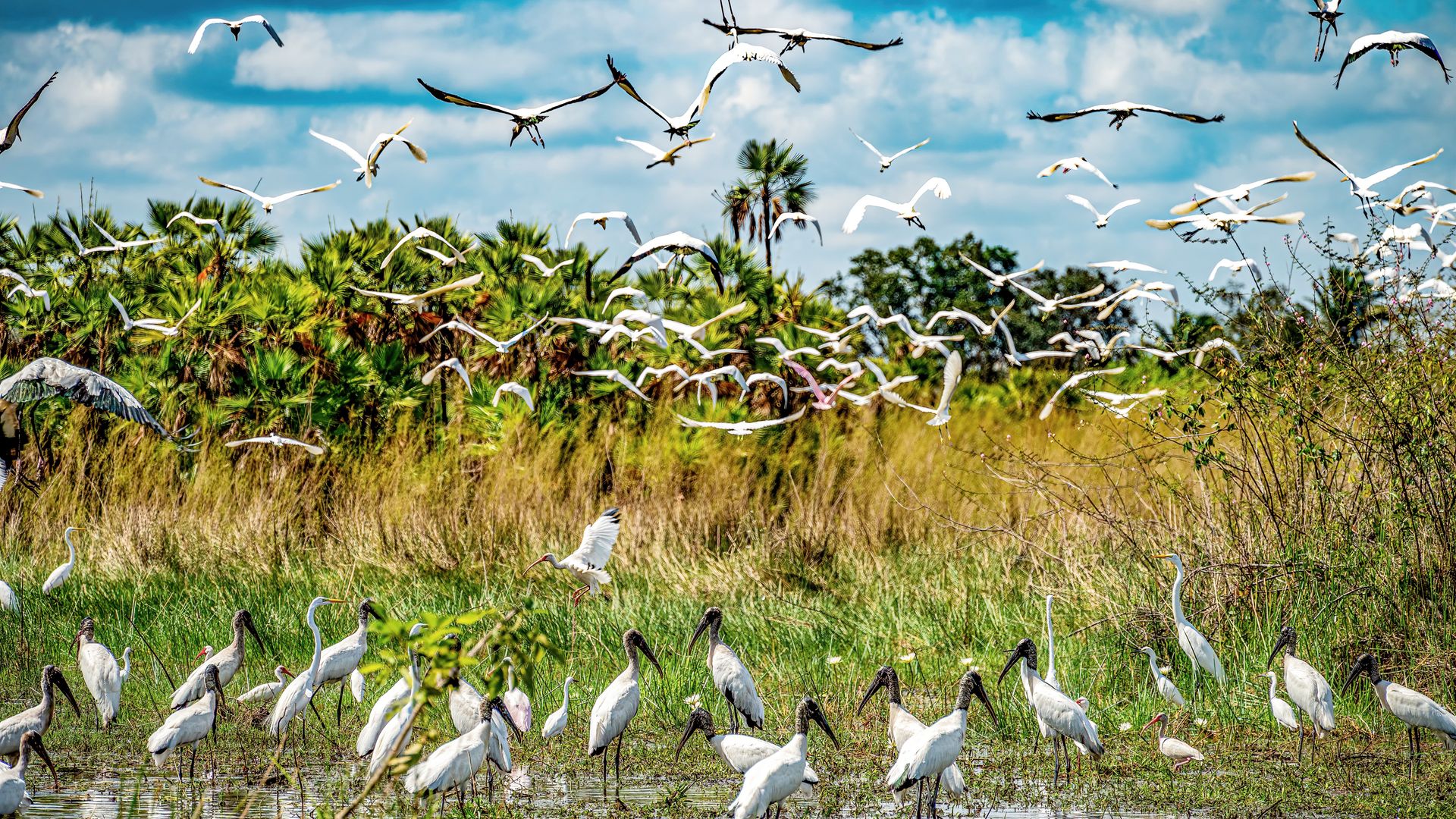 Crooked Tree Wildlife Sanctuary, un havre de paix pour les oiseaux