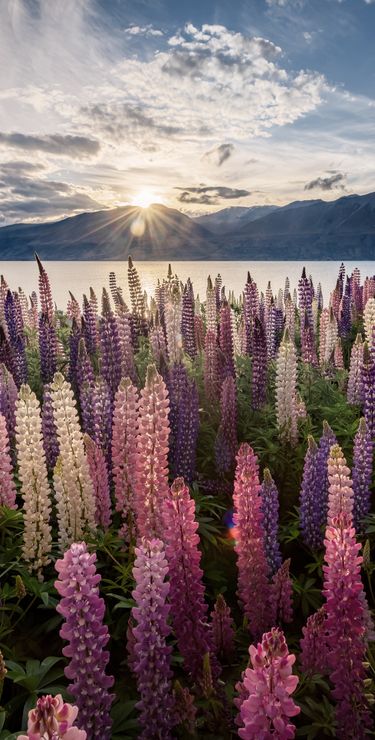 Das Blumenmeer am Lake Tekapo